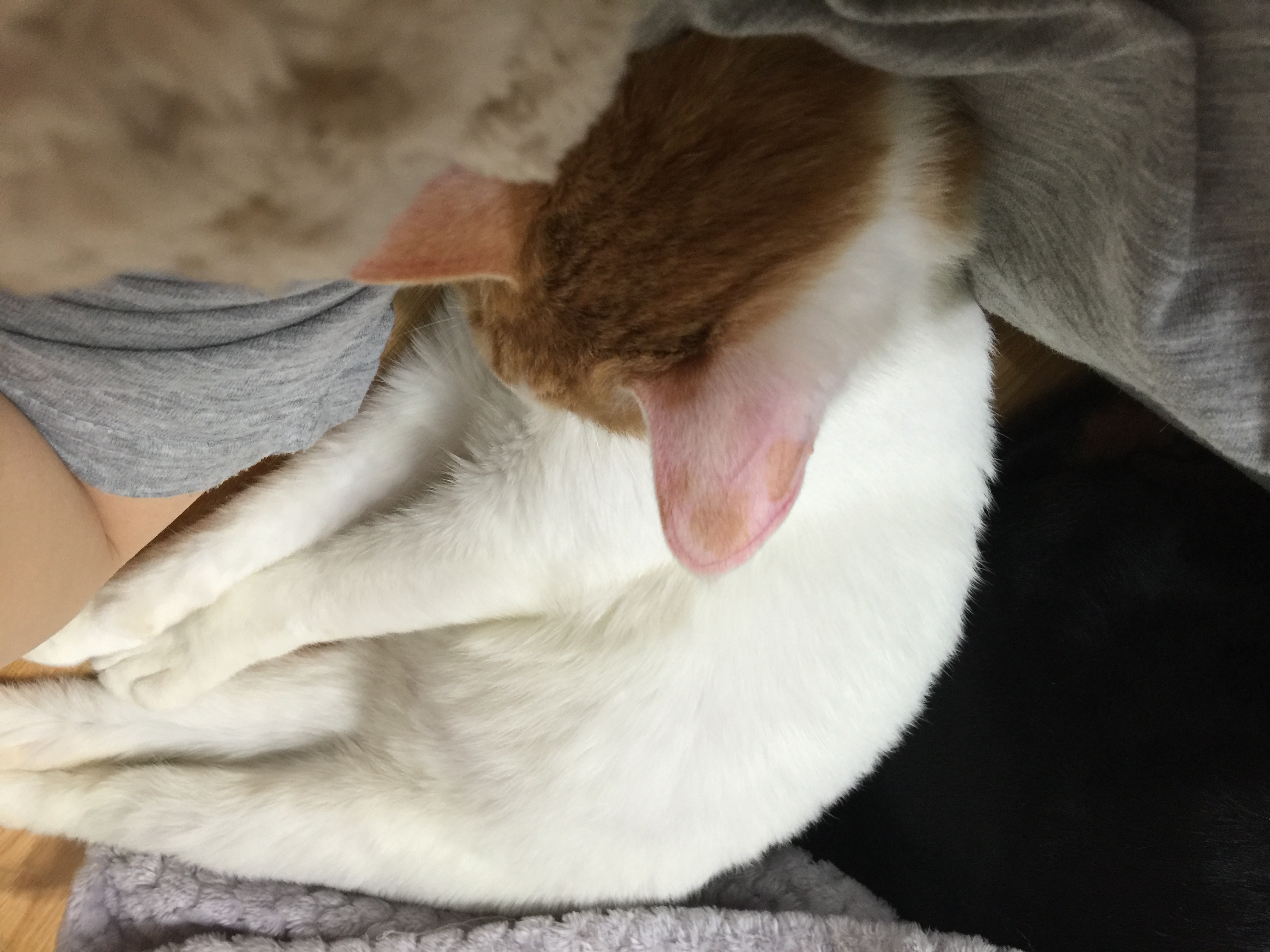 고양이 야롱이 3차후기^^