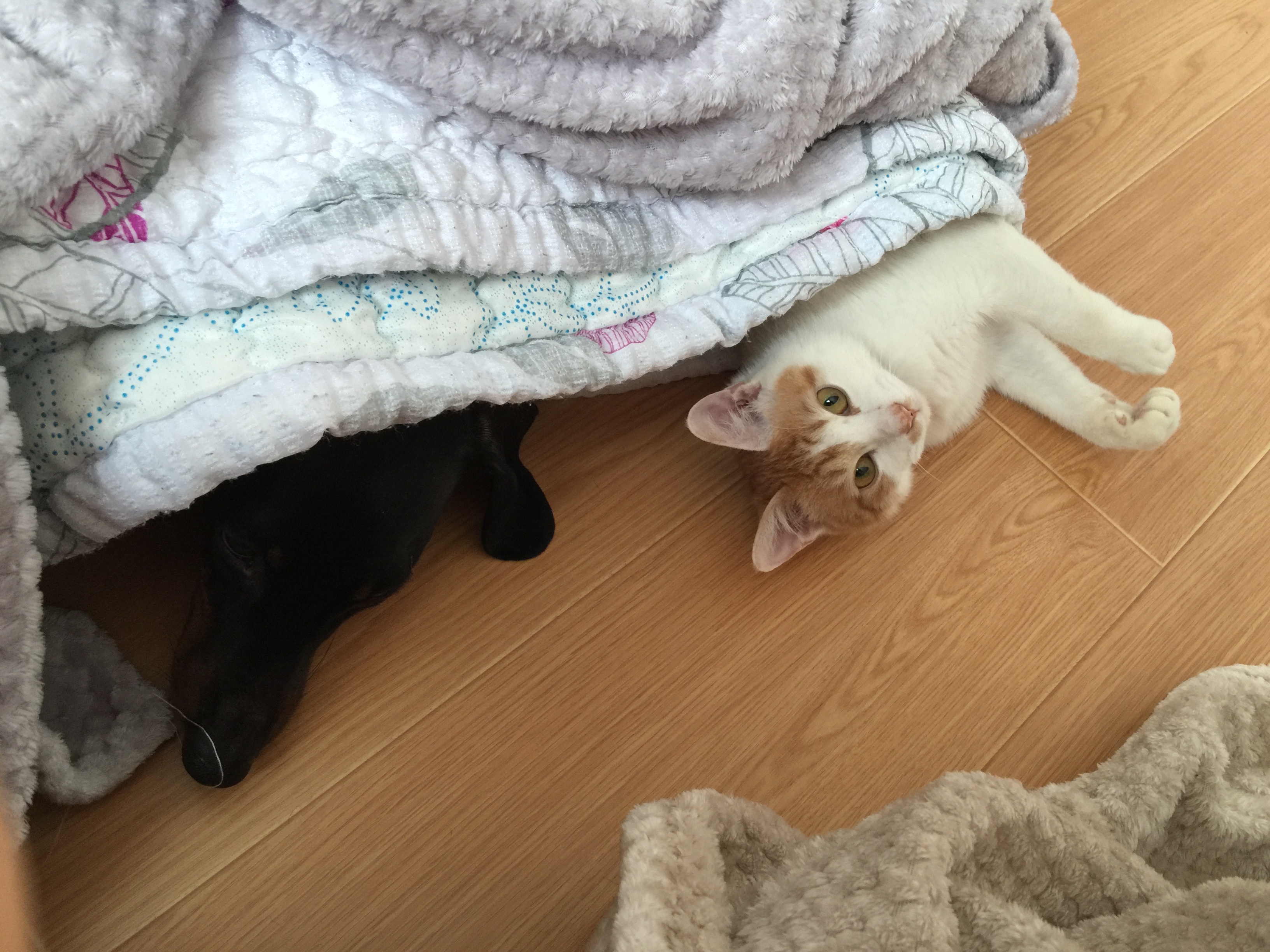 고양이 야롱이 3차후기^^