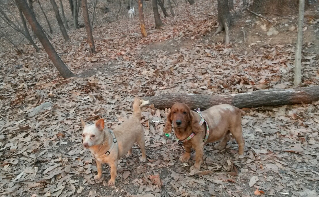 방울이 왔어요