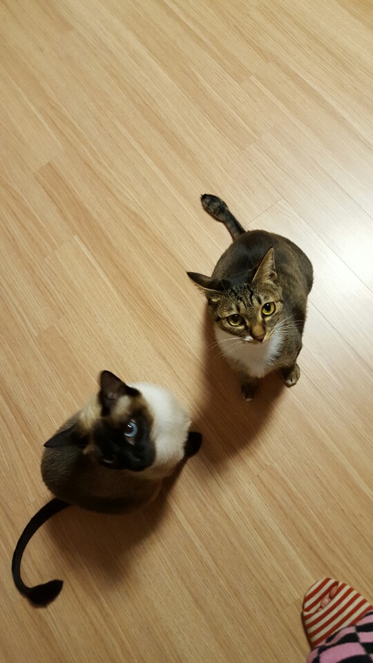 저 기억나세요? 제제에요