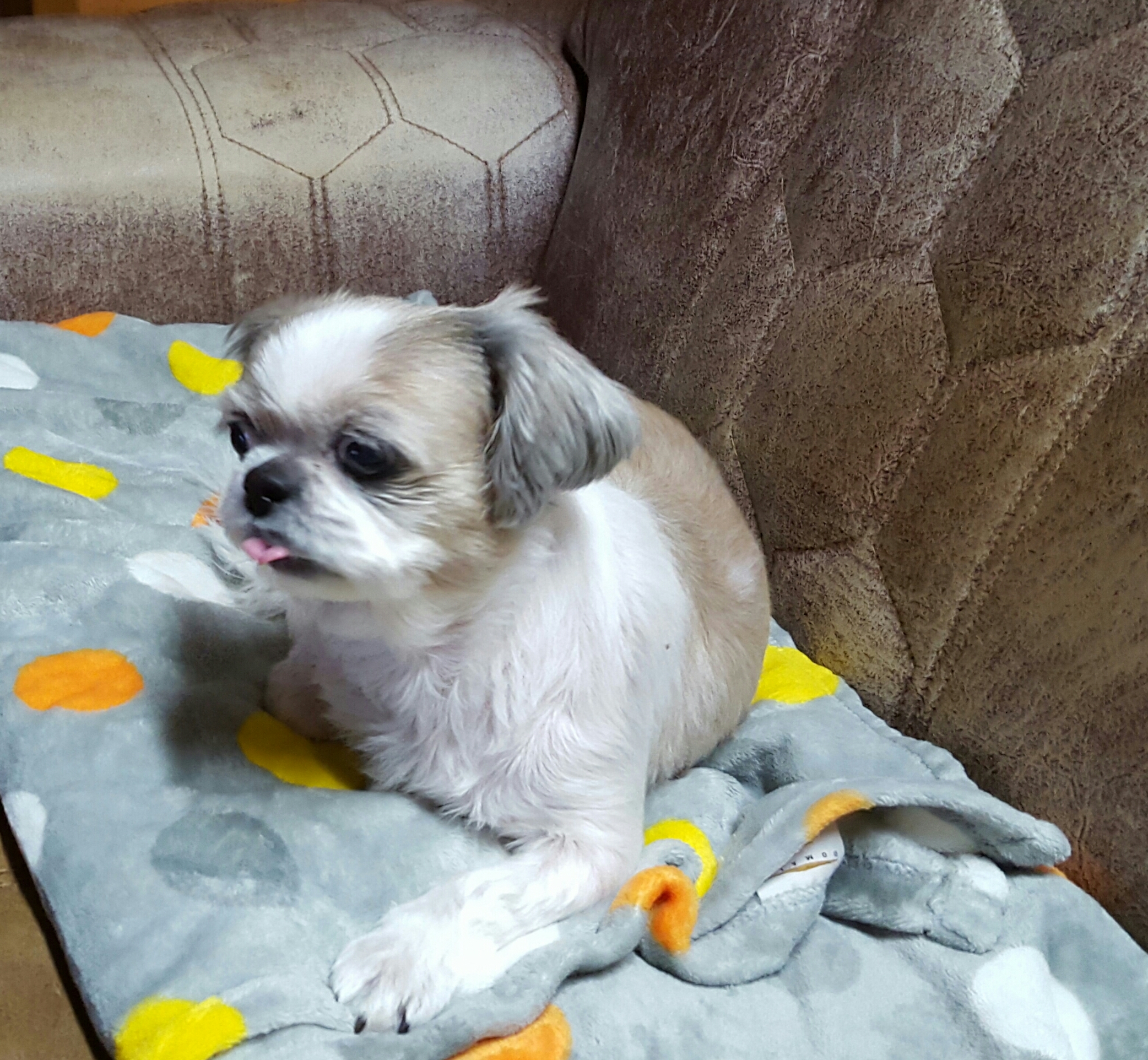 진주초롱 오랫만에 인사 드립니다.