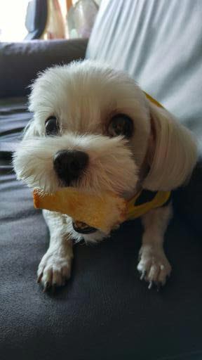 퀵이 입양후기 ^^