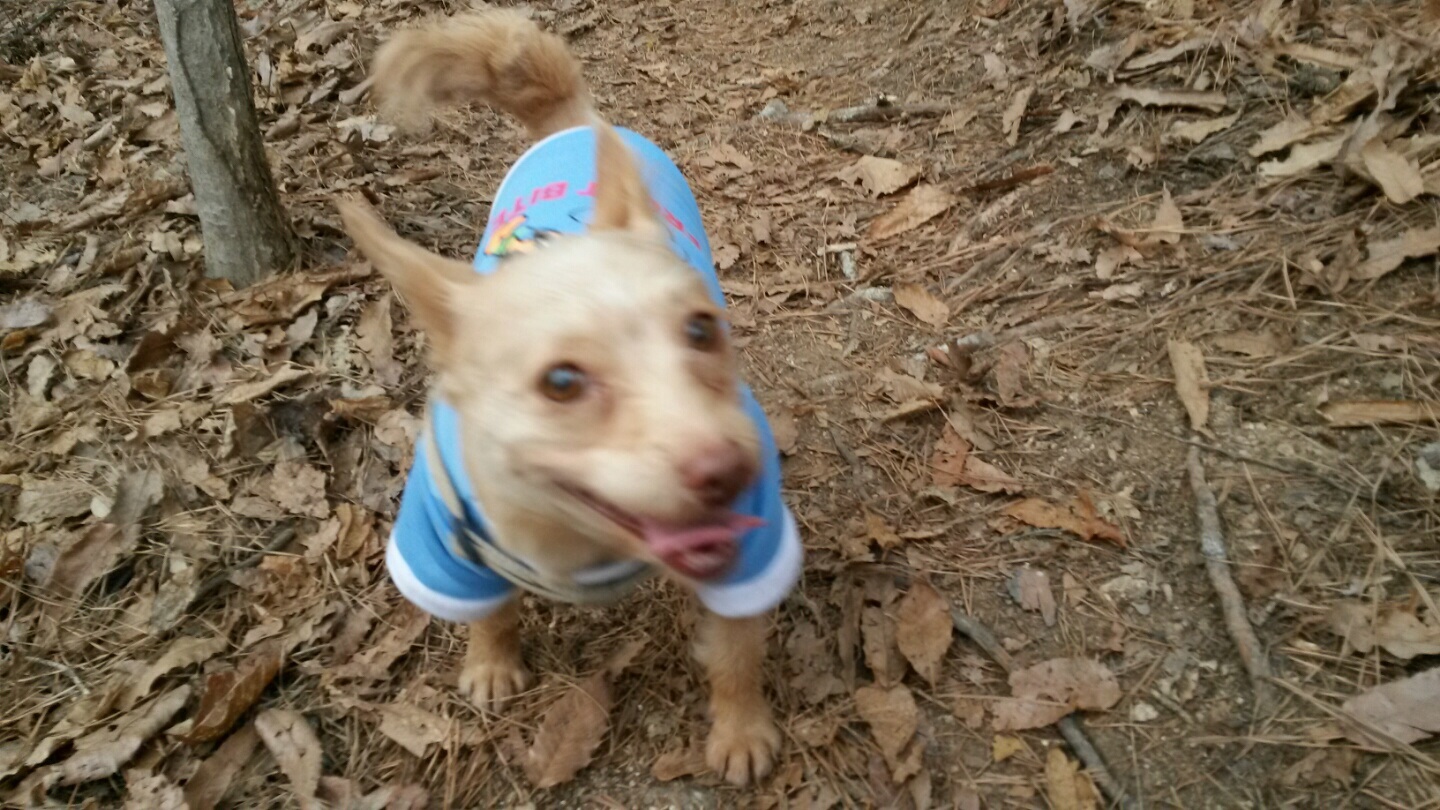 진달래와 방울이