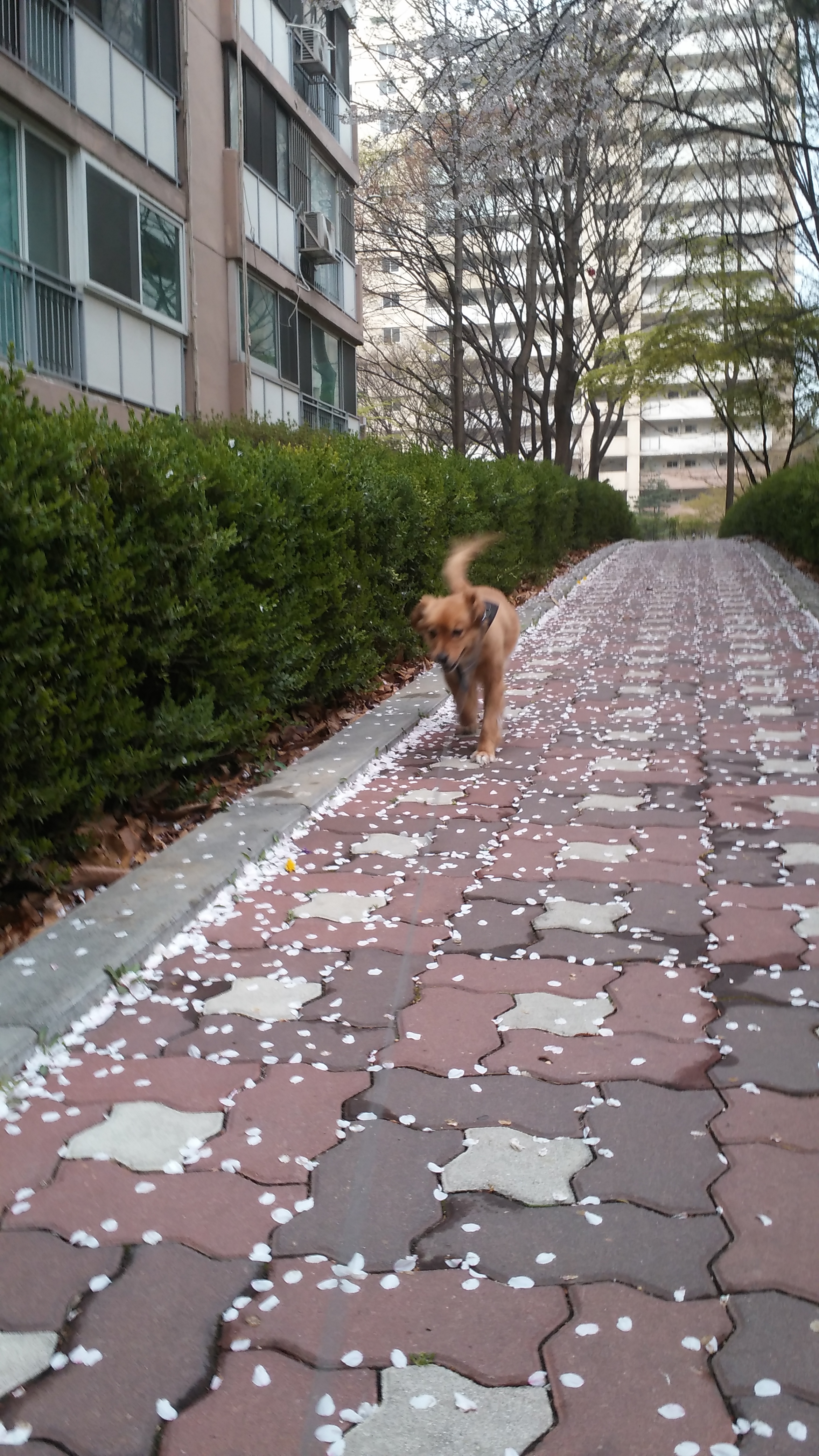 시흥이  입양 후 1년 반이 지났습니다