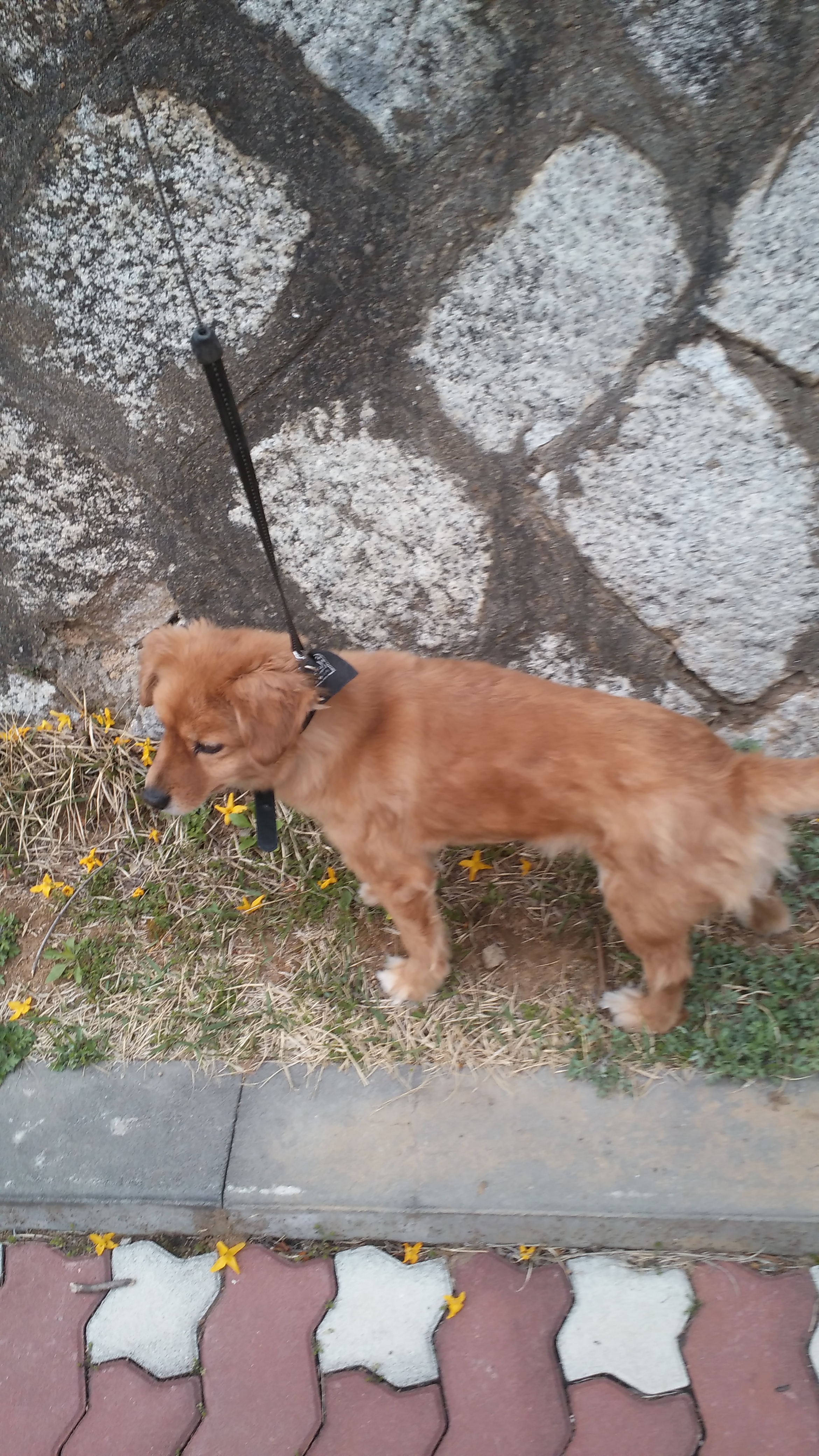 시흥이  입양 후 1년 반이 지났습니다