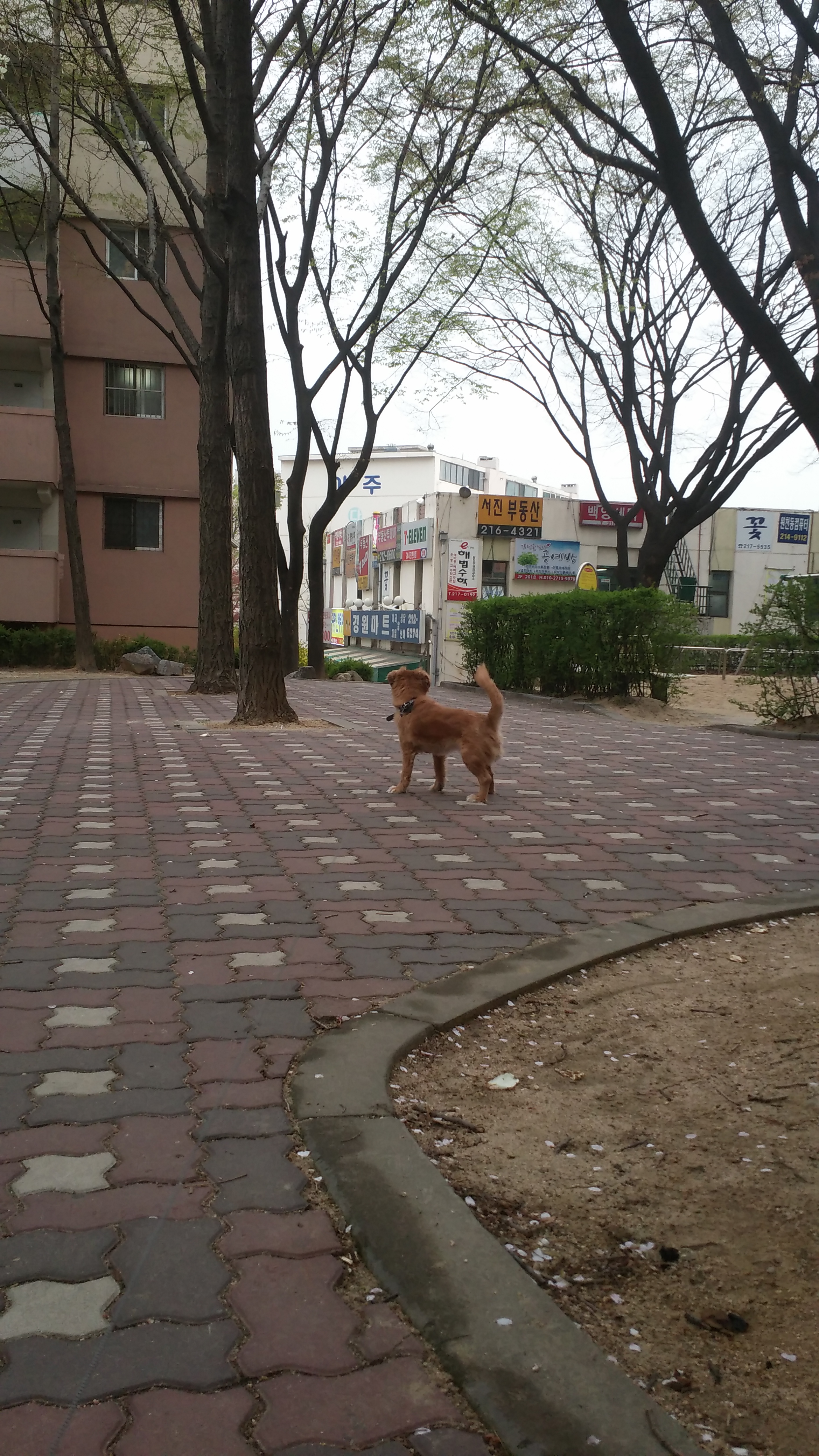 시흥이  입양 후 1년 반이 지났습니다