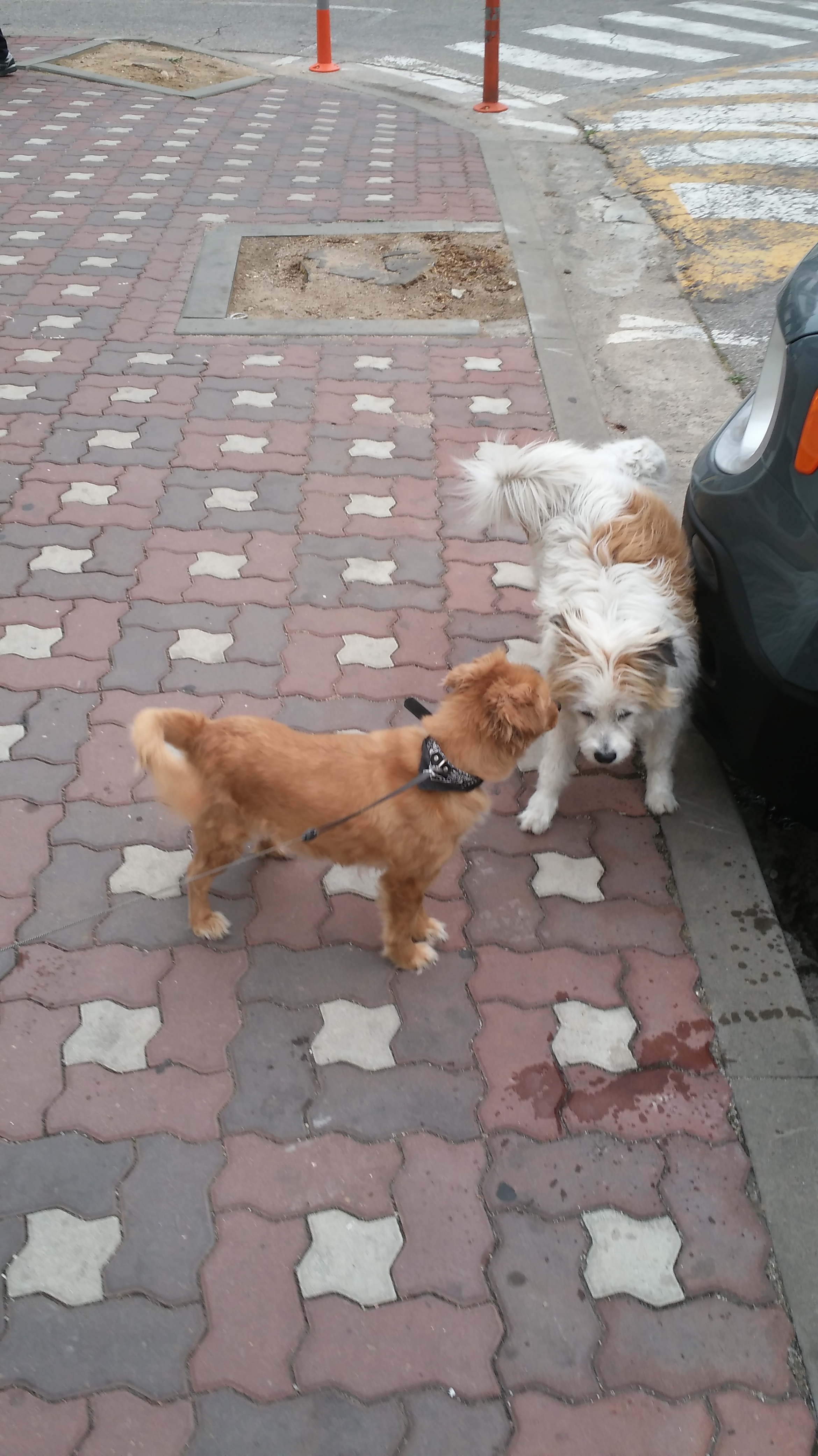 시흥이  입양 후 1년 반이 지났습니다