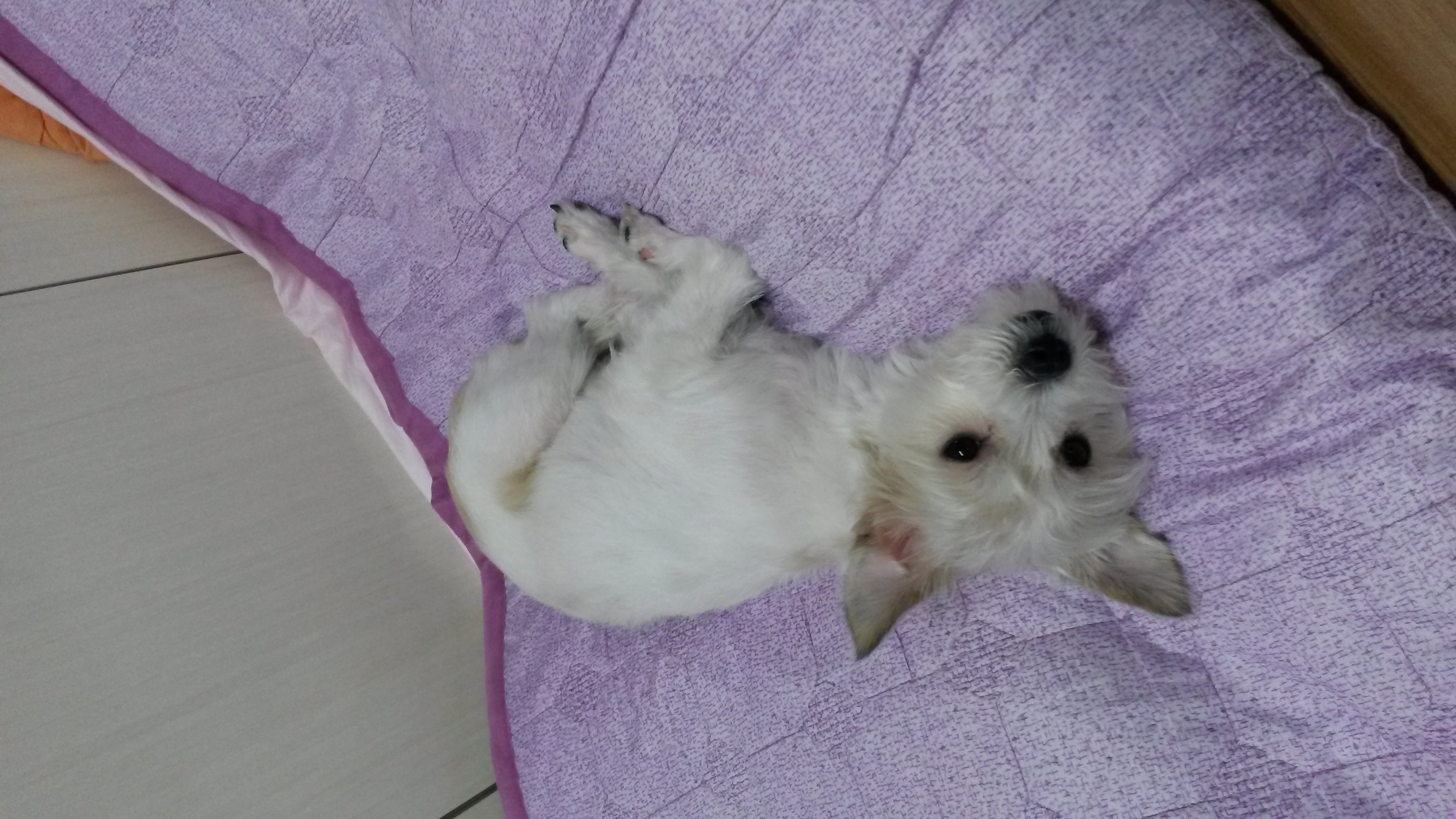 막둥이 1개월 소식이에요 