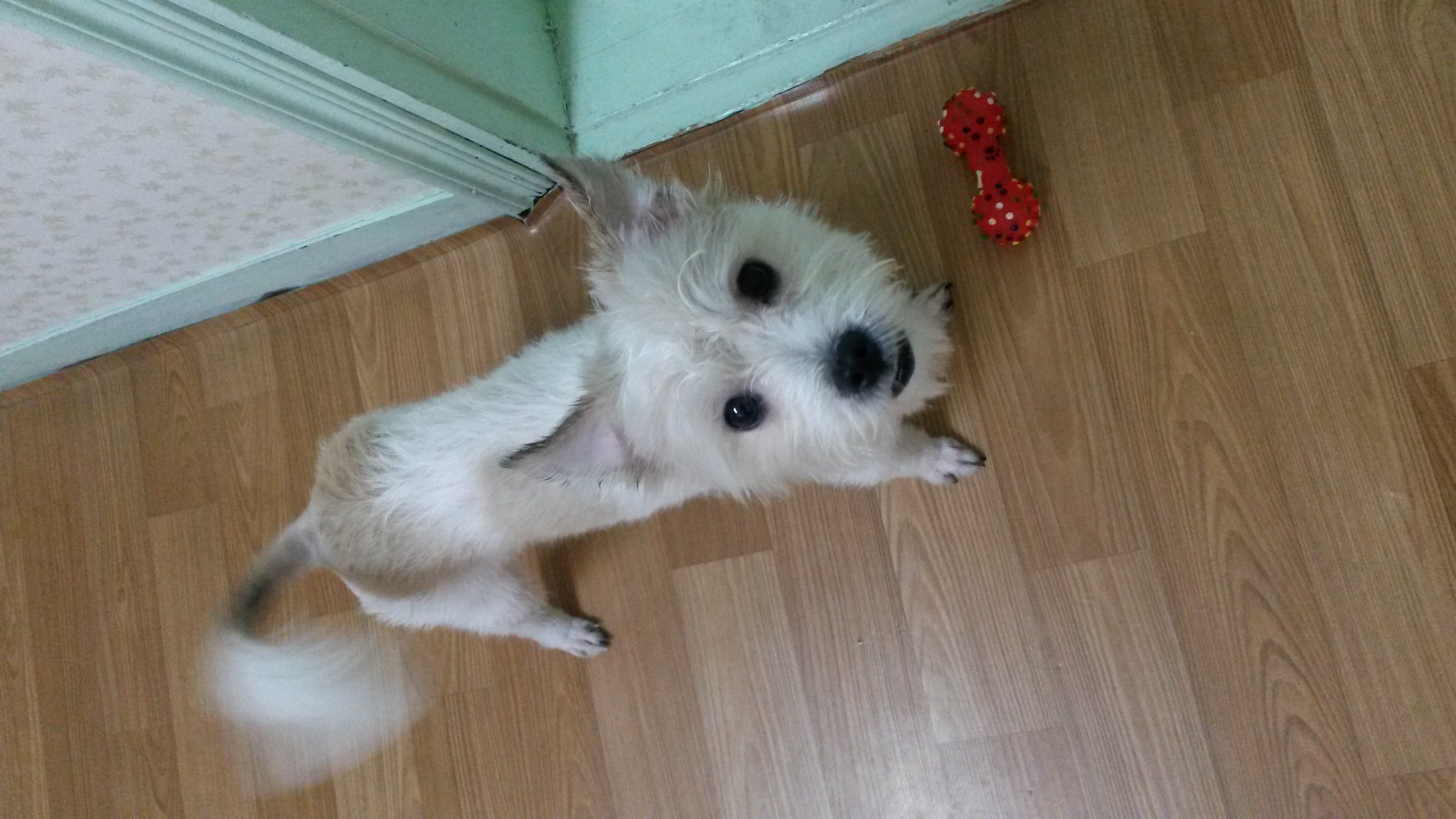 막둥이 1개월 소식이에요 