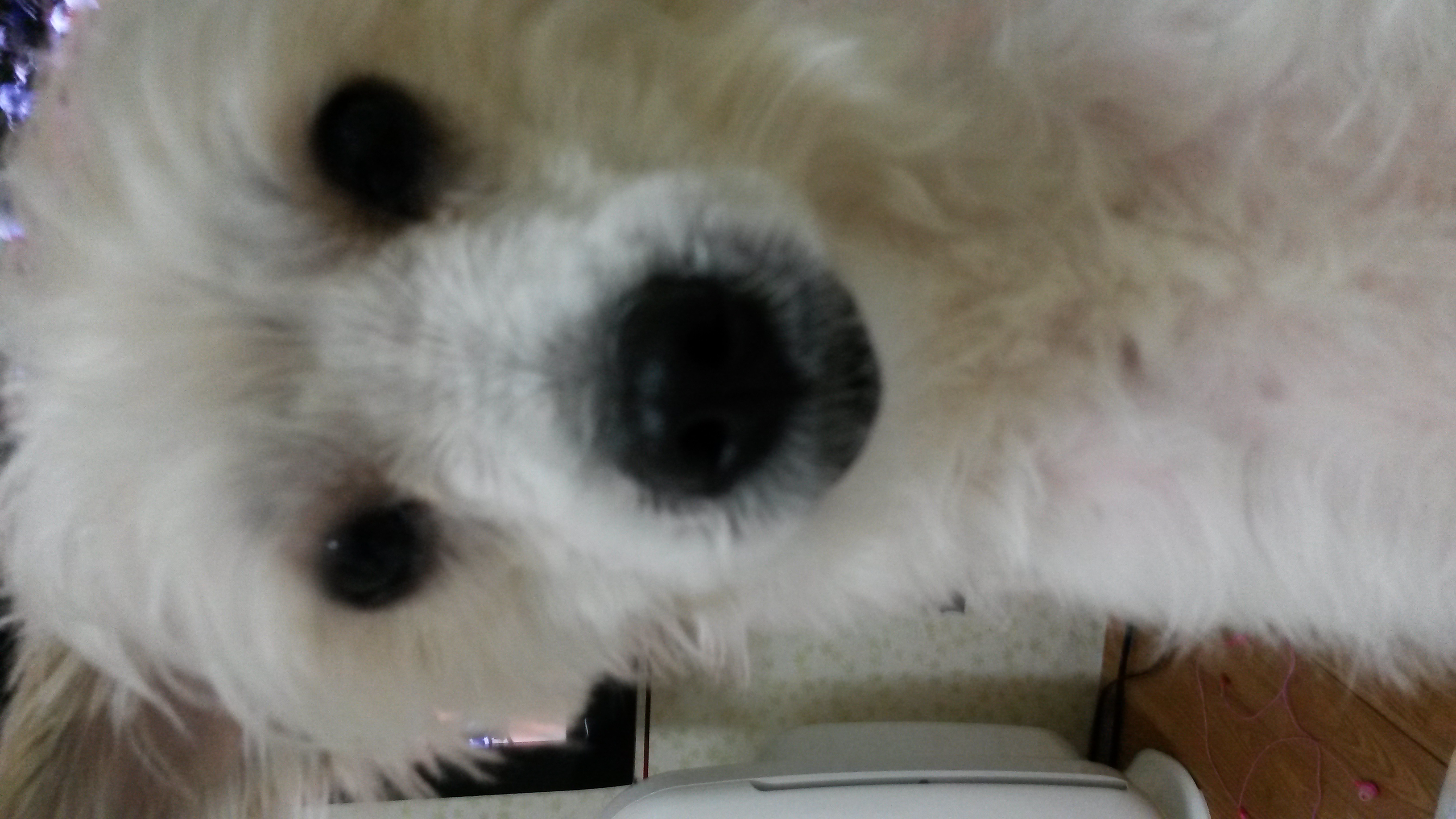 막둥이 1개월 소식이에요 
