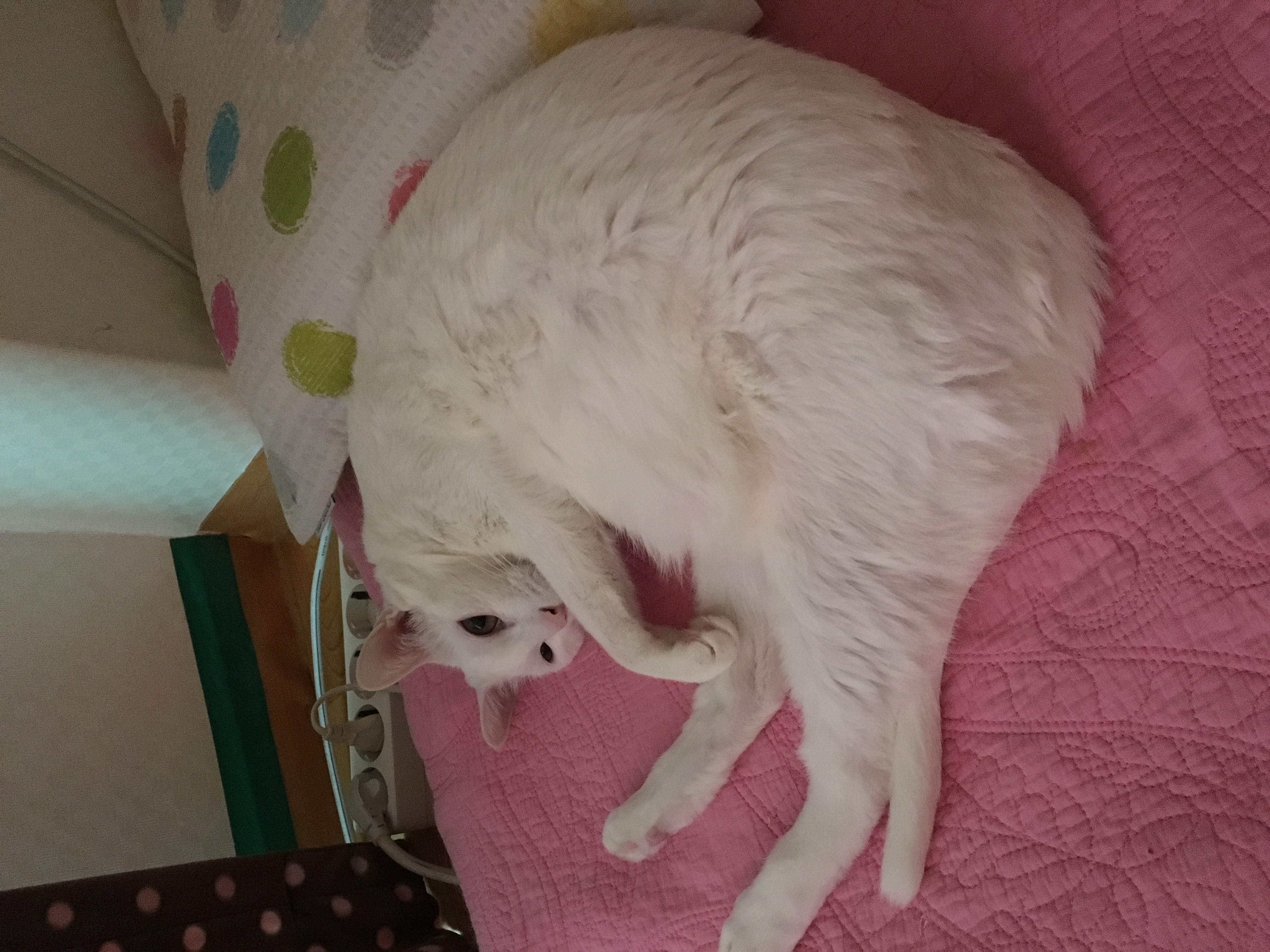 올만에 감자안부전해요