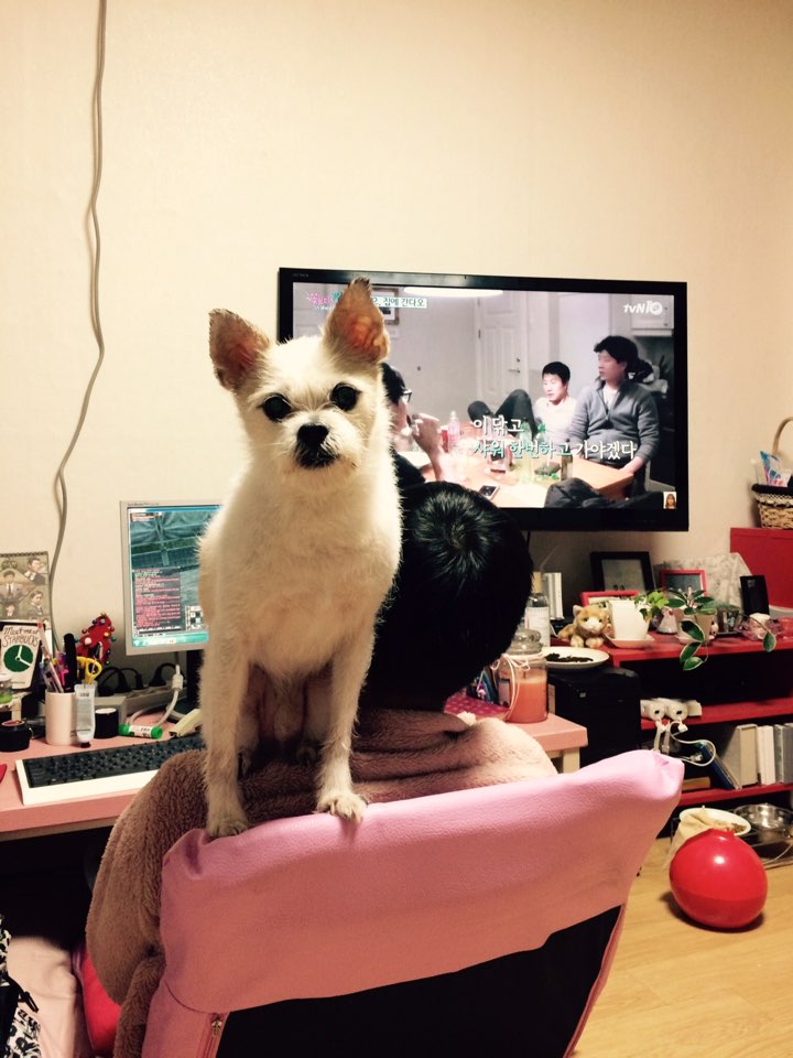 우리에게 온지 벌써 5년차 하랑이 인사올립니다. 
