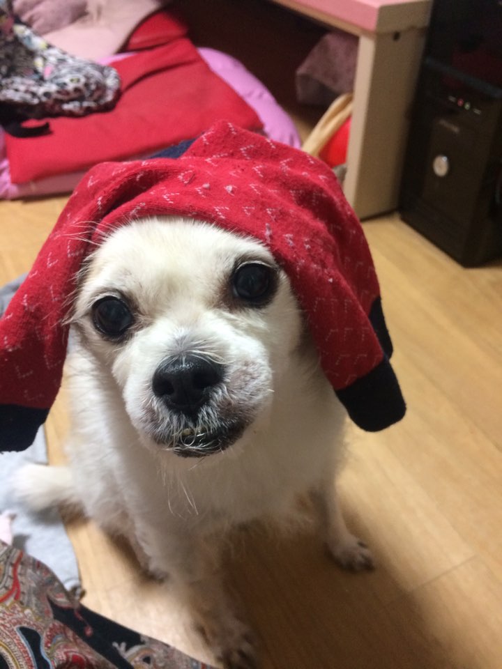 우리에게 온지 벌써 5년차 하랑이 인사올립니다. 