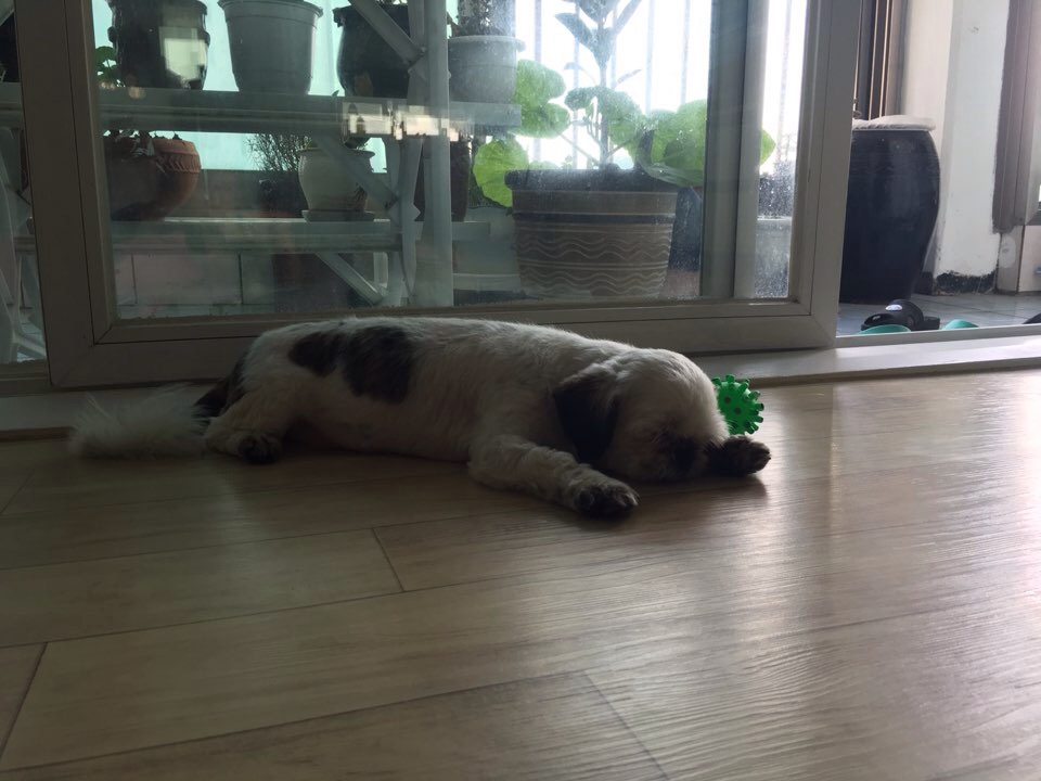 또치의 근황