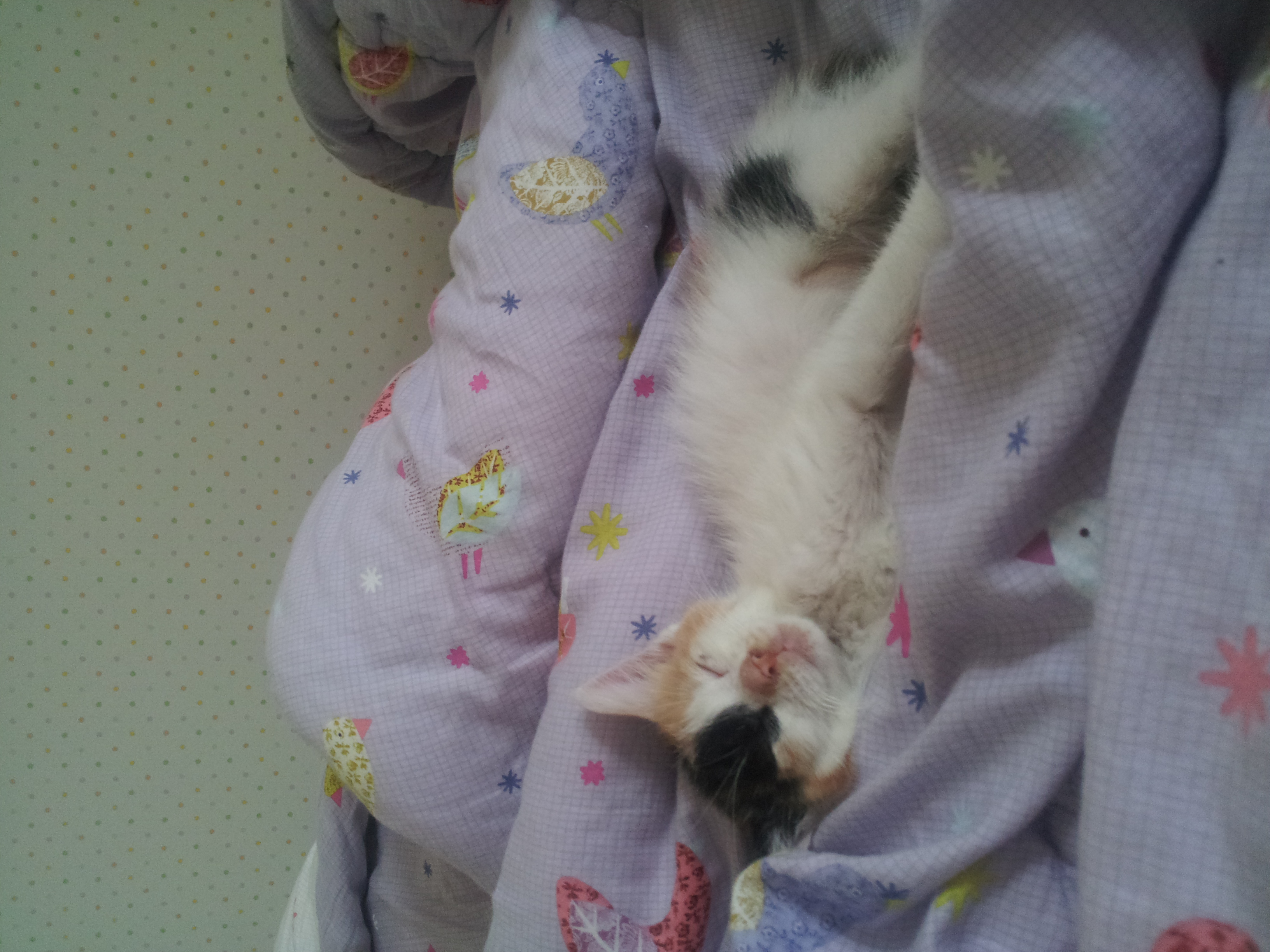코코이야기