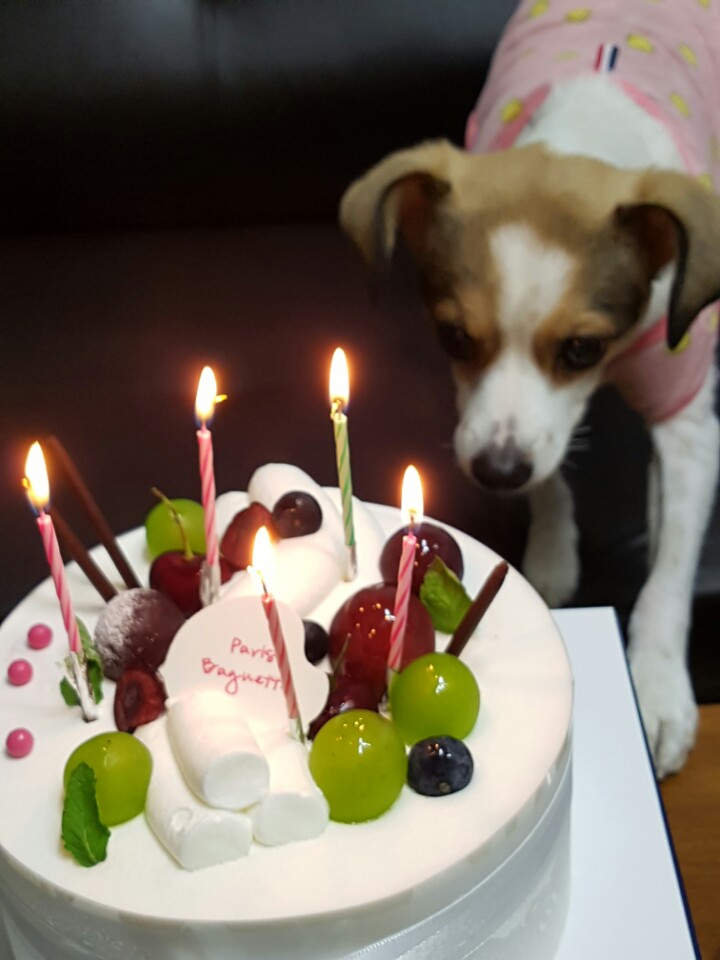고다복이의 5번째 생일~^^