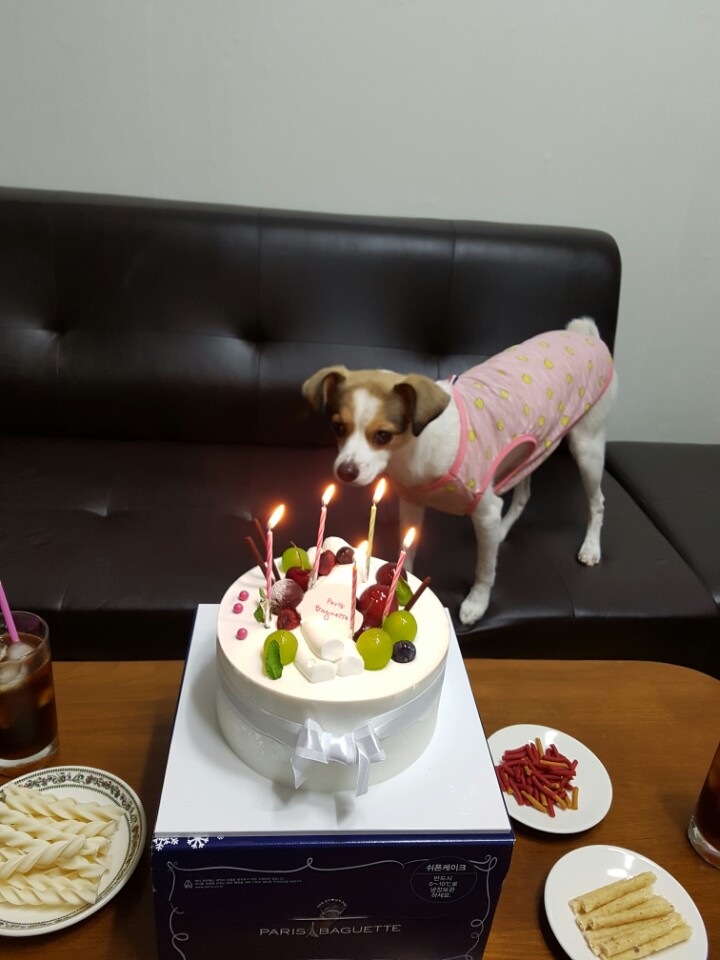 고다복이의 5번째 생일~^^