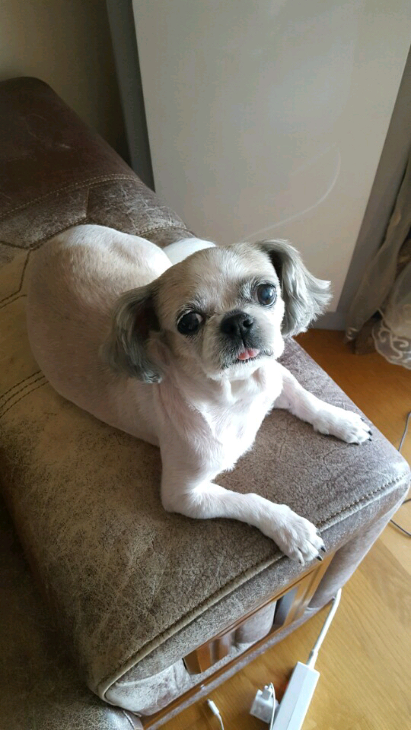 초롱