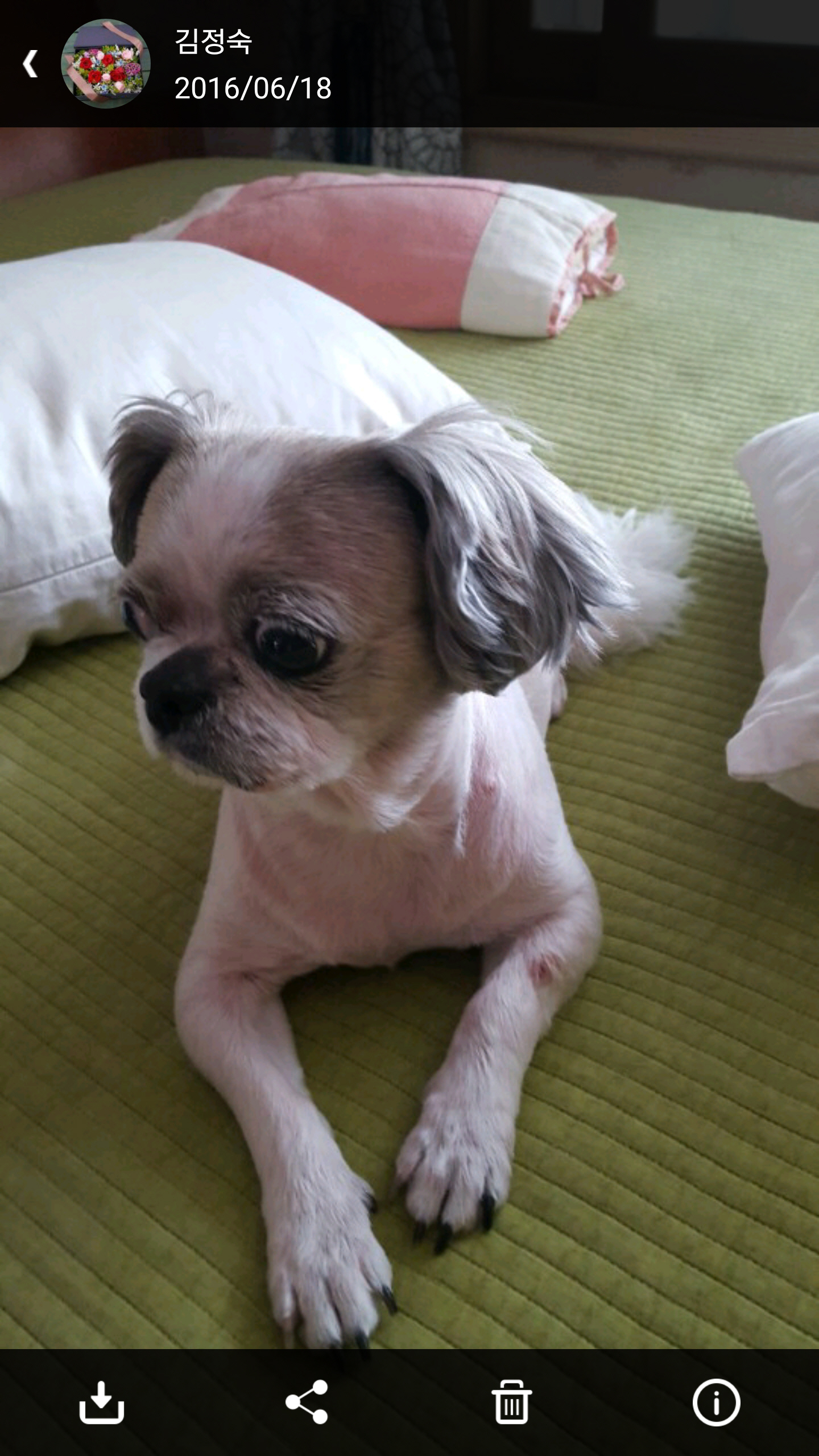 초롱