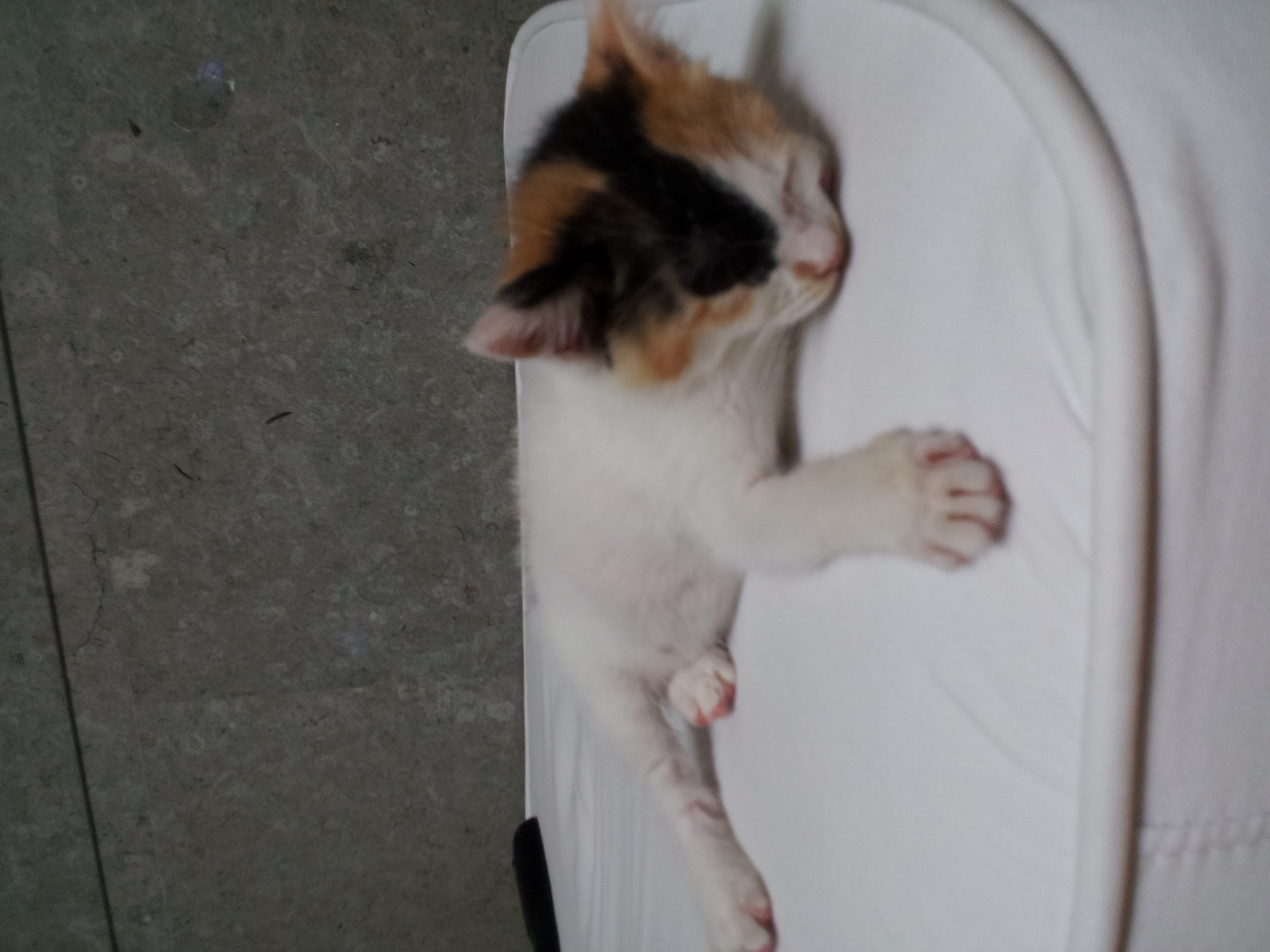 코코이야기