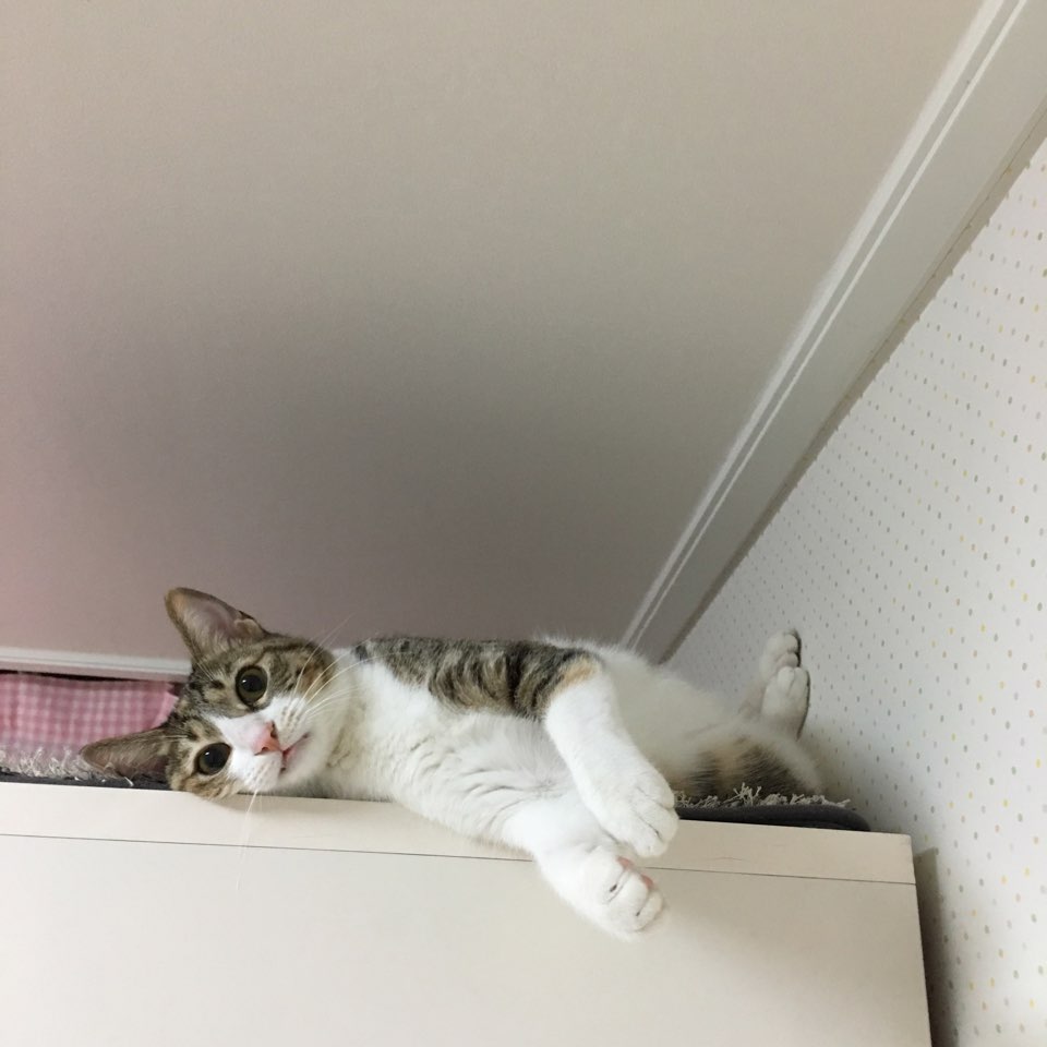 코코이야기