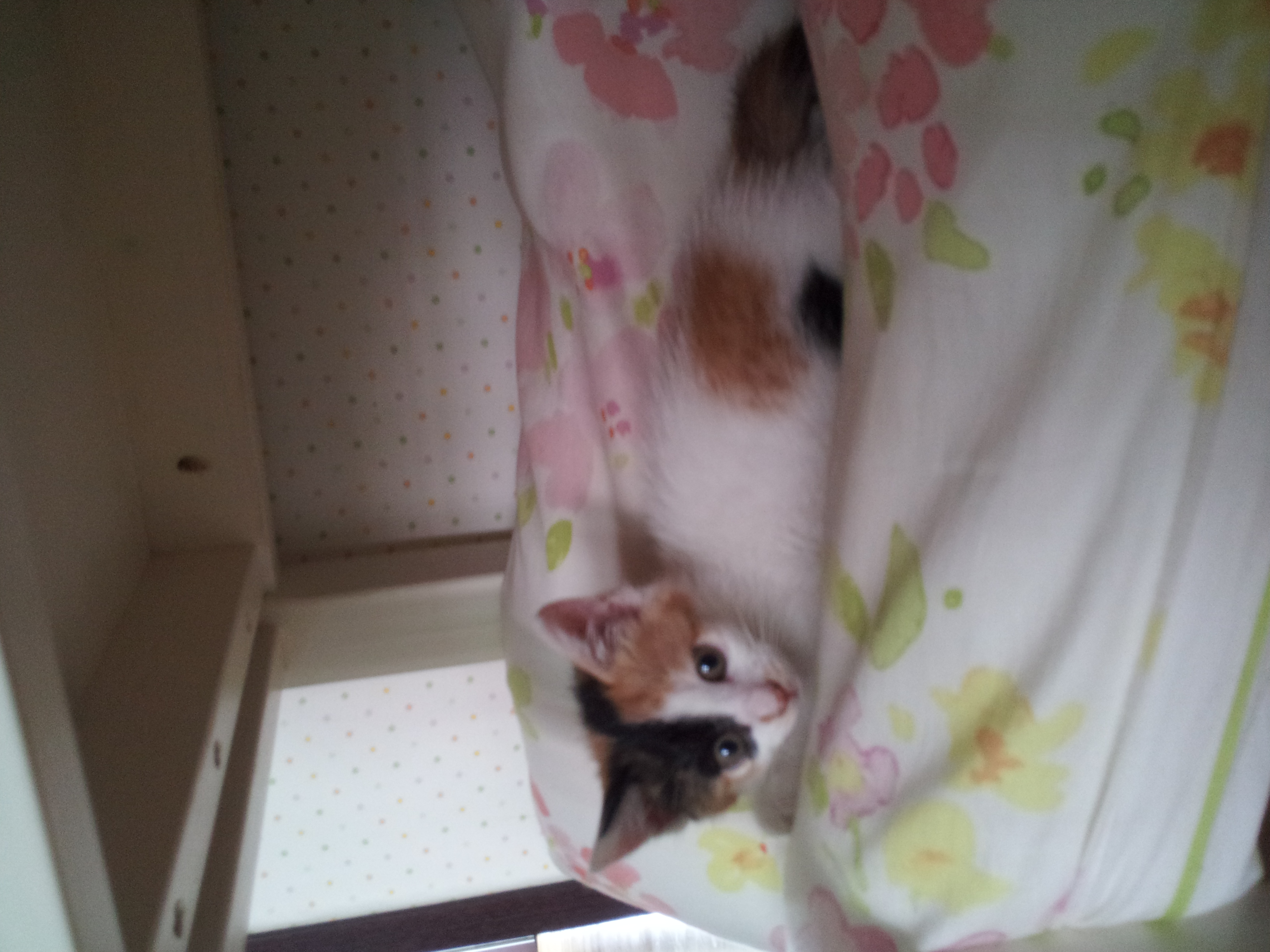 코코이야기