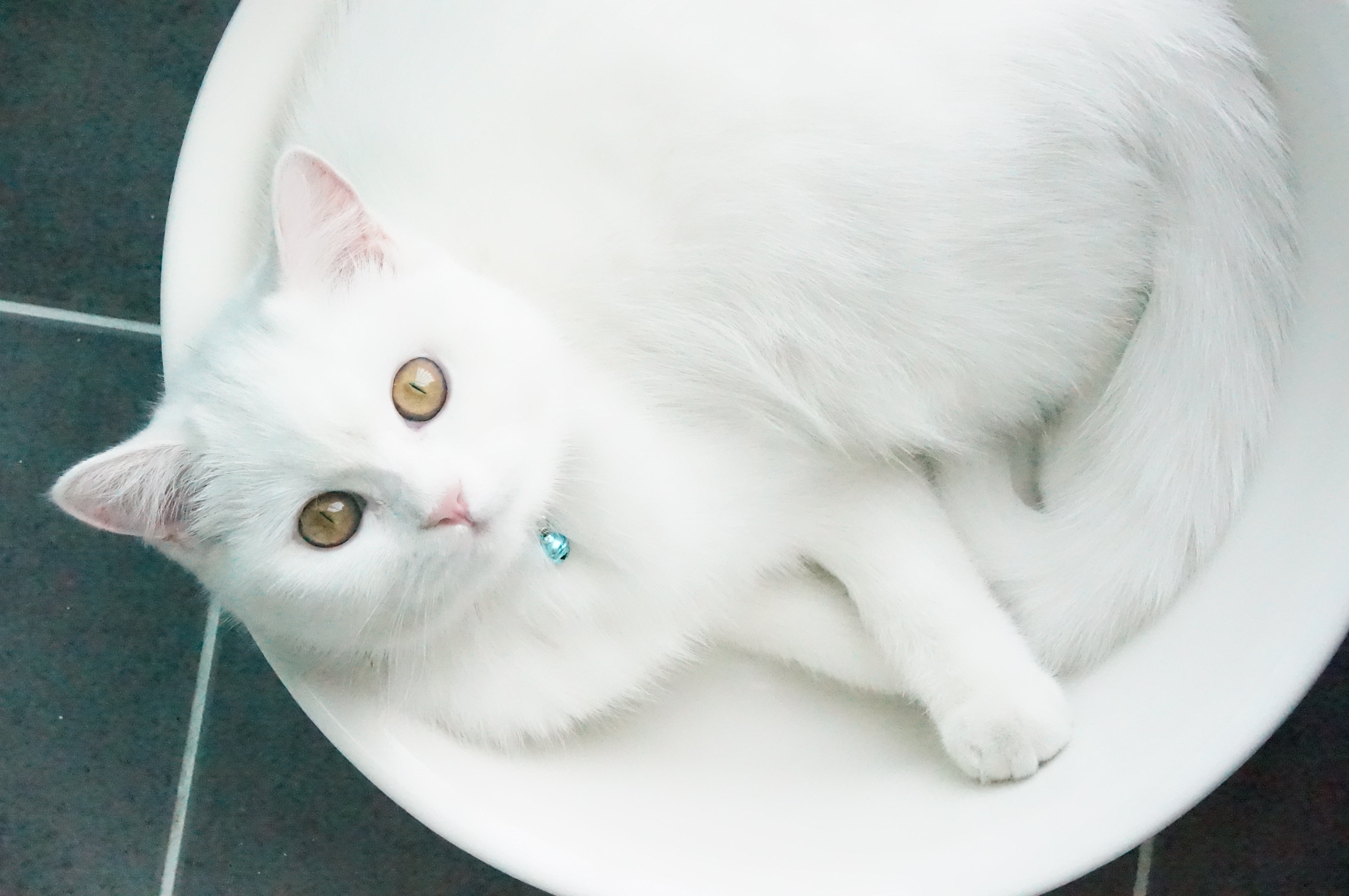 루팡 8