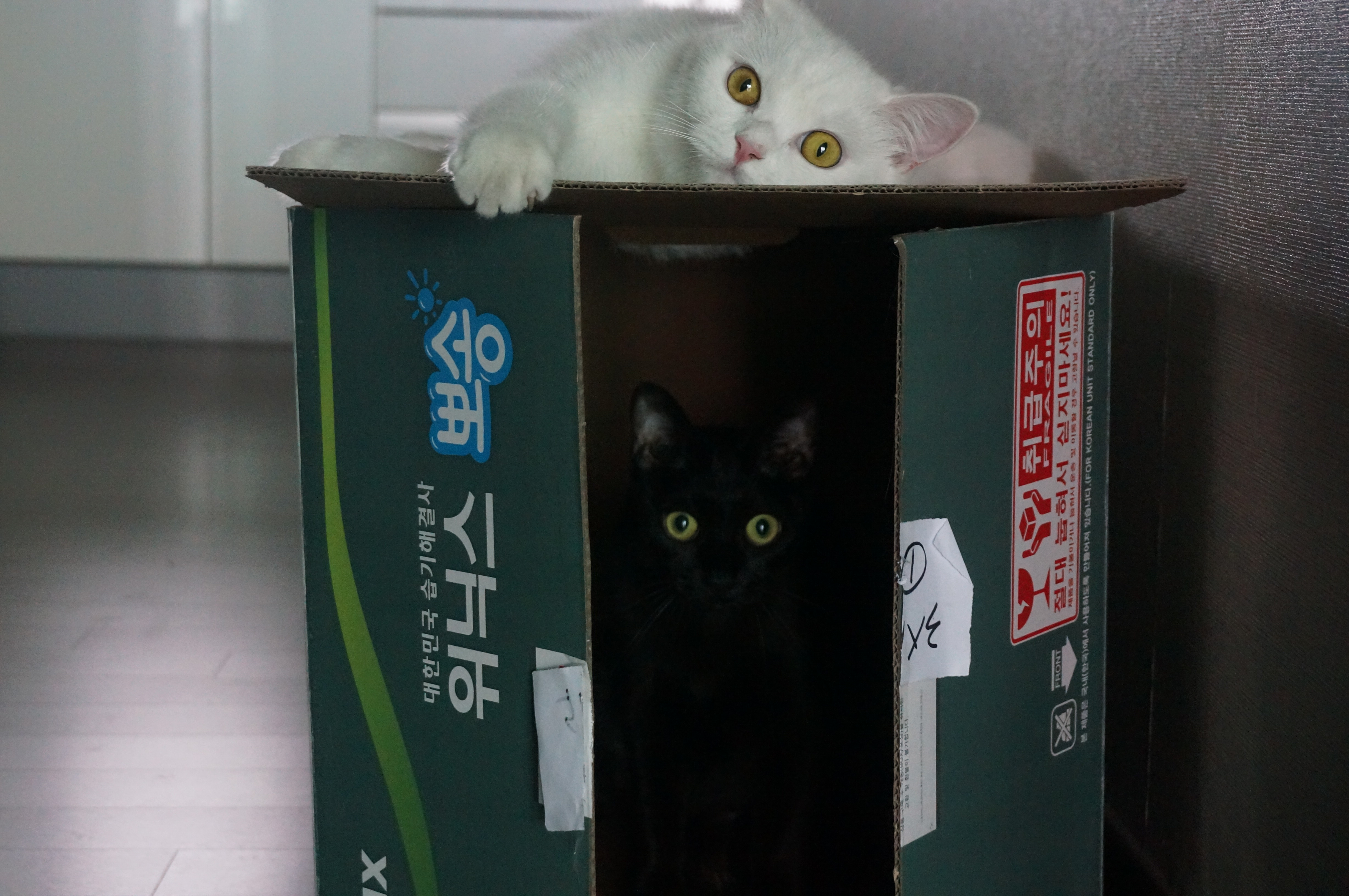 루팡 8