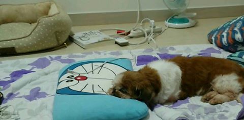 감자 임보후기 입니다~~