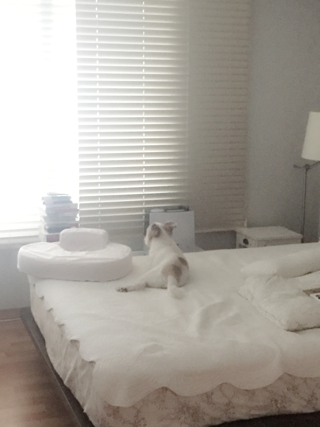 뚱여사는 이제 중년 ㅋㅋ