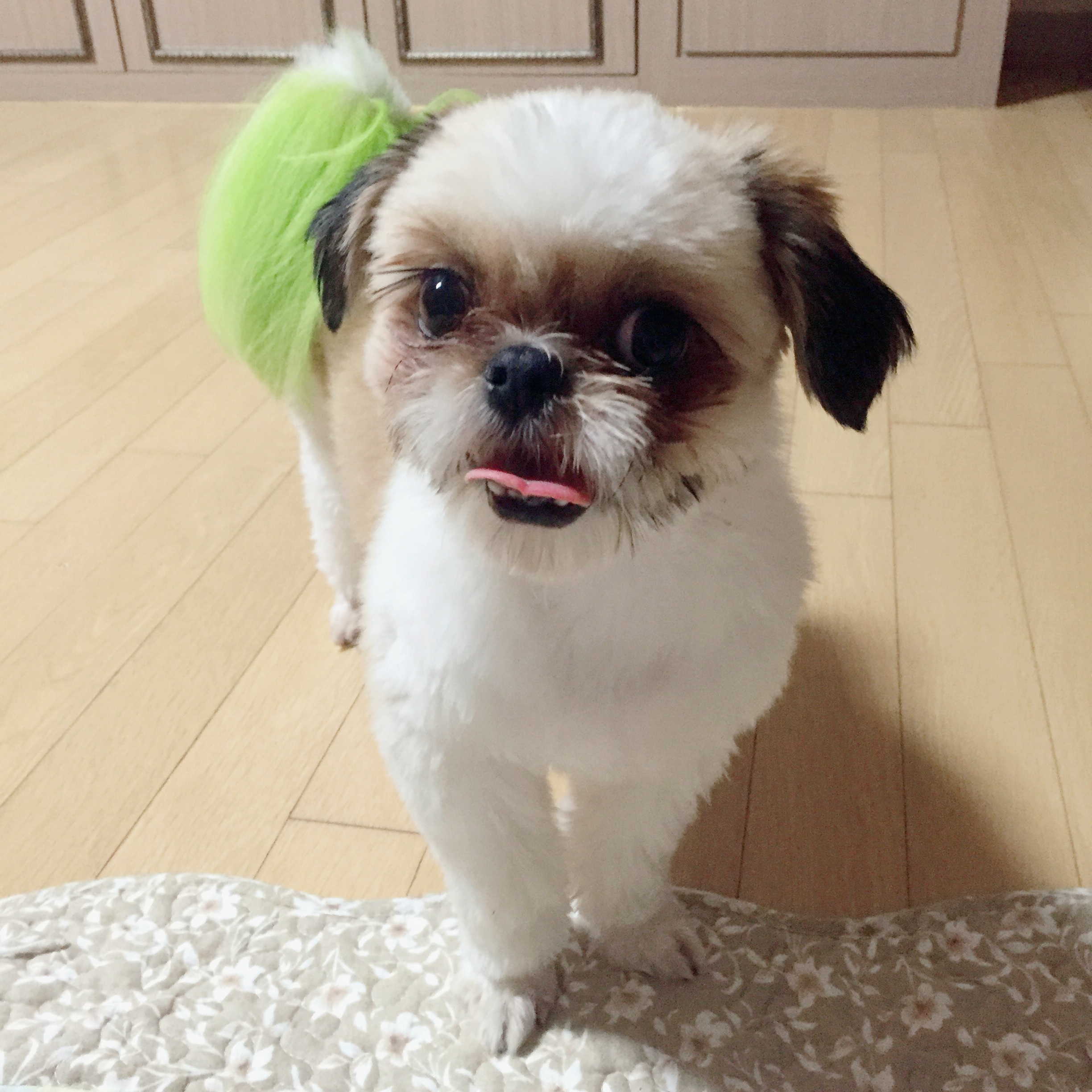 러비(루피) 근황입니다!