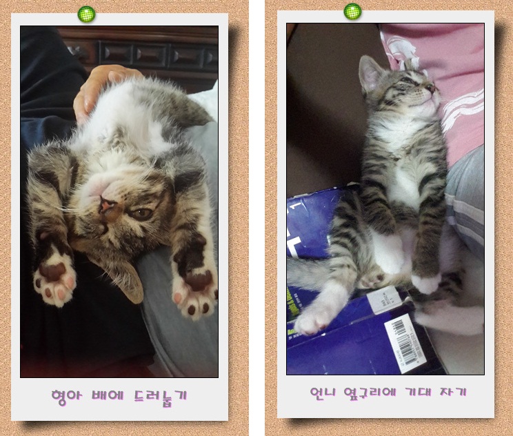 한 쪽 눈을 잃은 아기고양이 캔디 소식이에요~^^