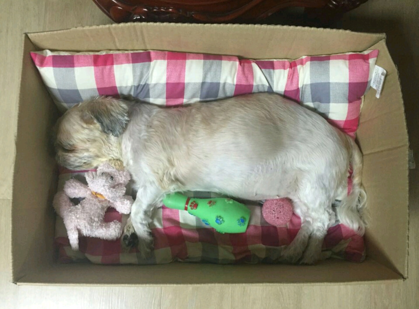 별이된 모모
