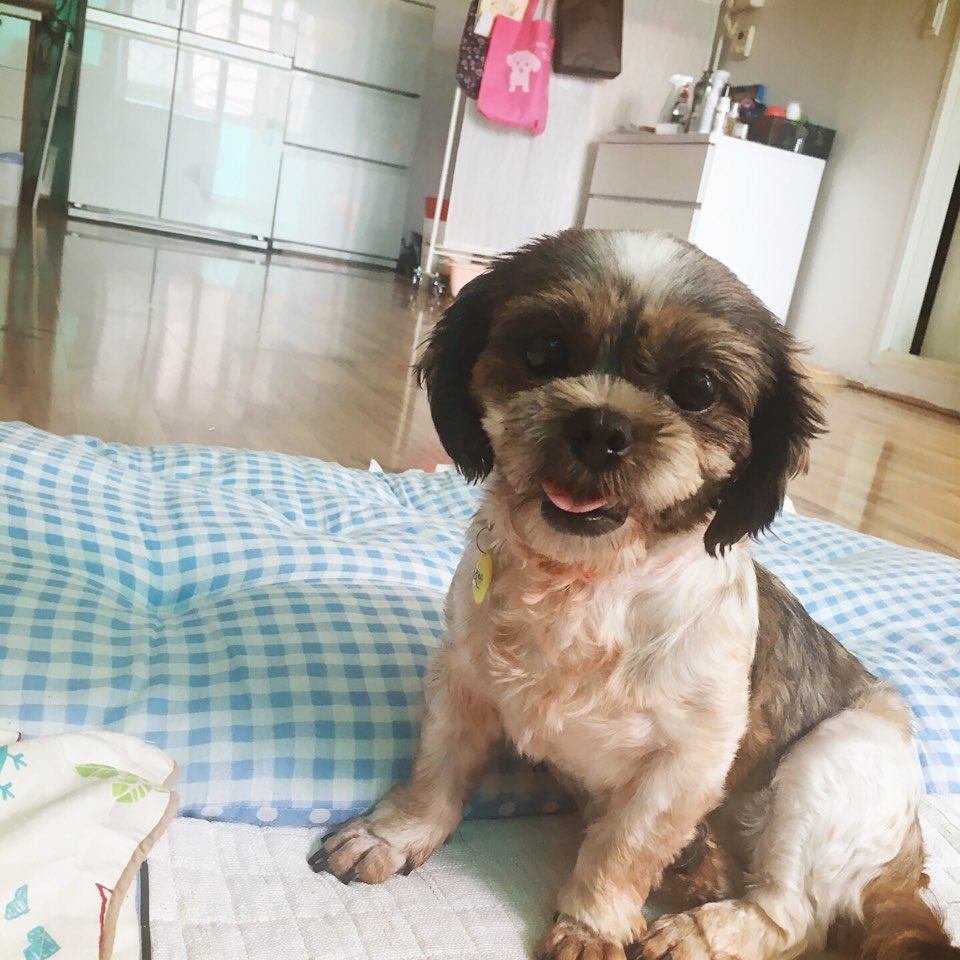 두리안 첫 번째 임보일기
