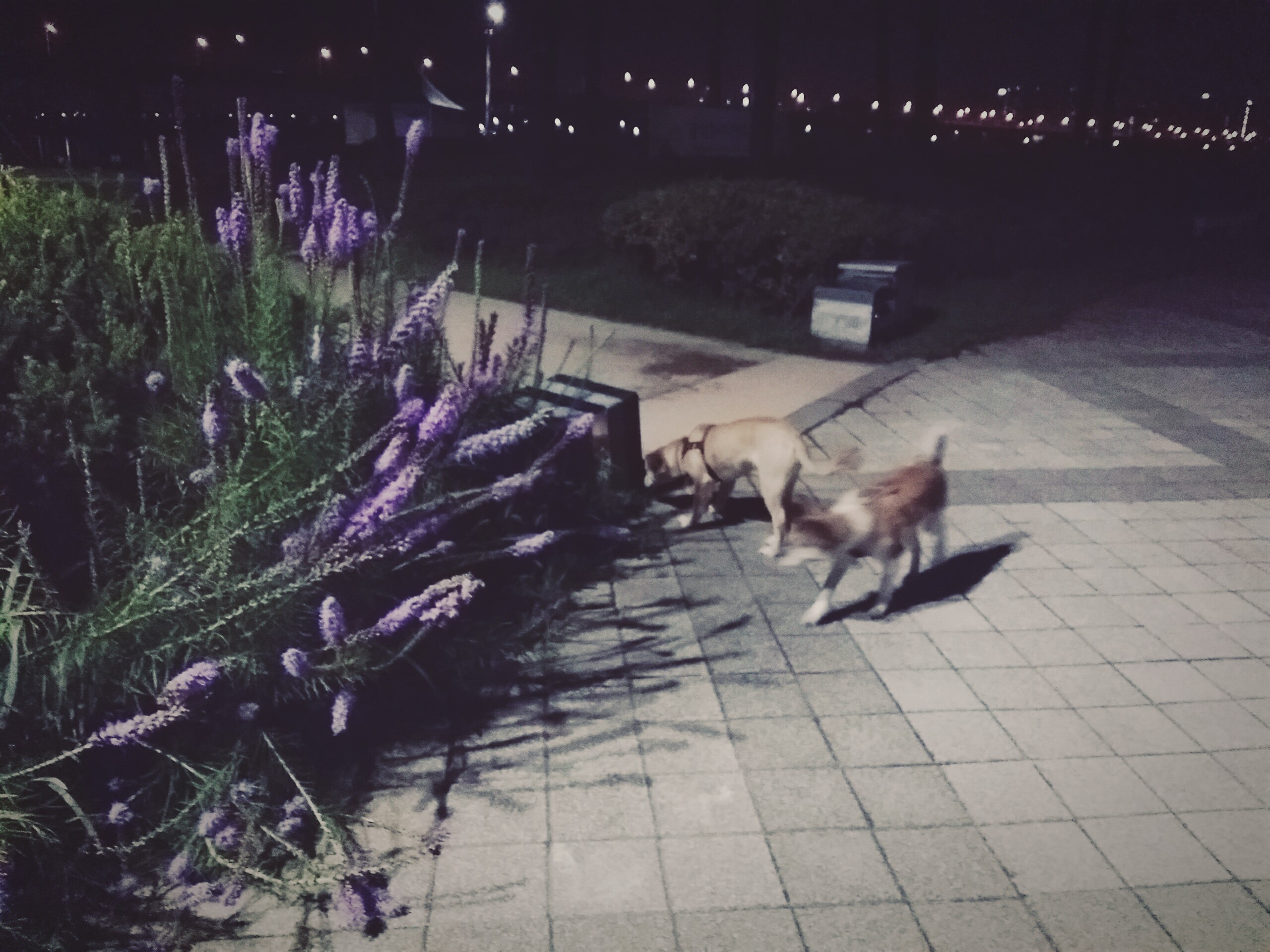 금비와 태평이의 사생활