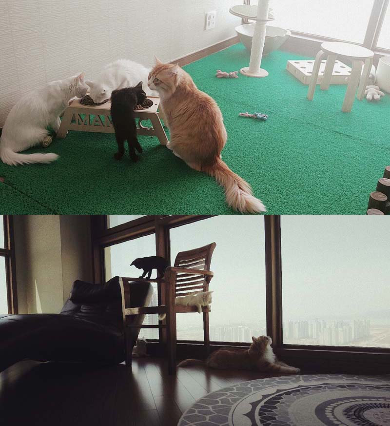 누아 저희집온지 어언 1달째 되어가요^^