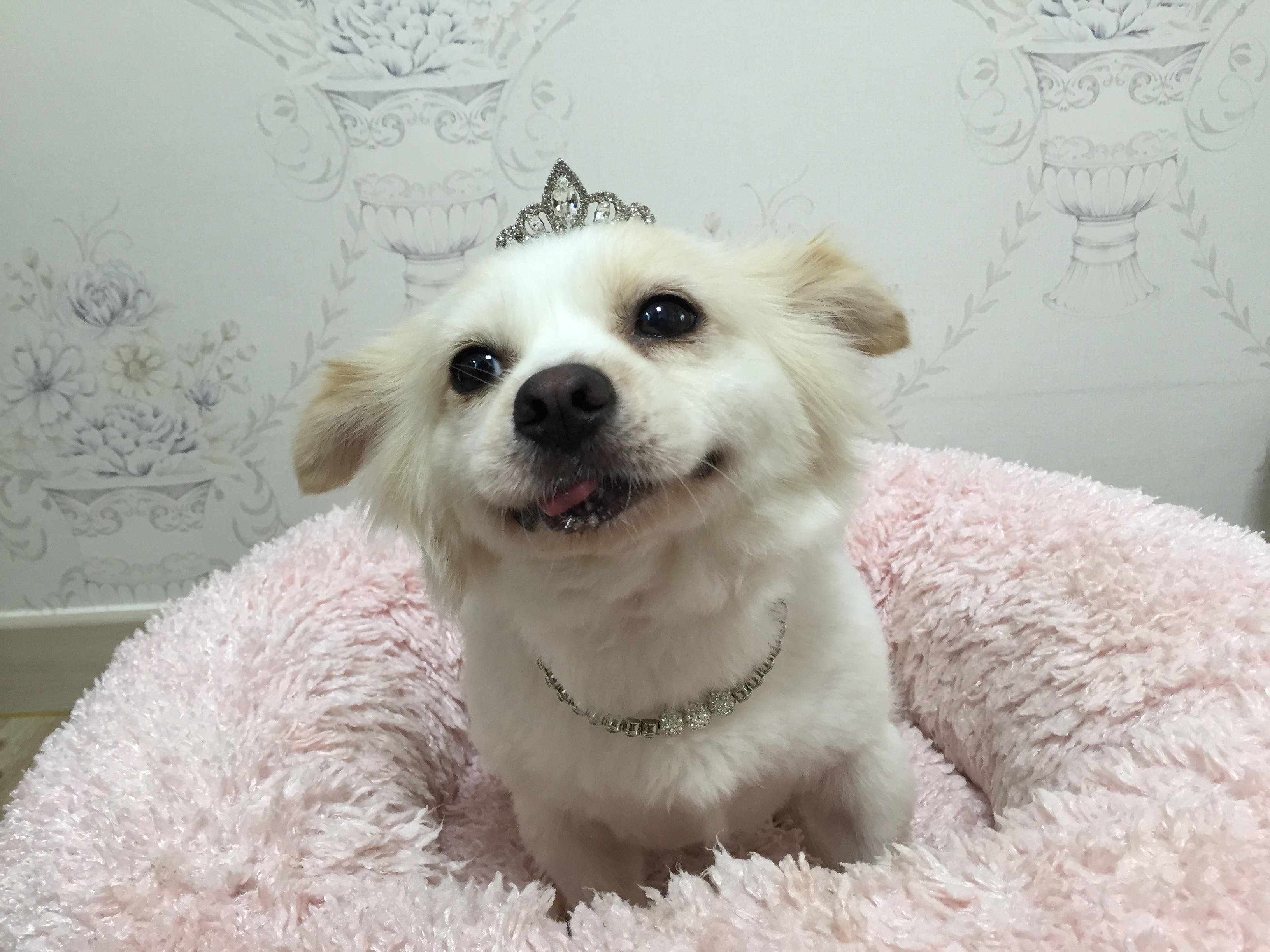 오랫만에 셔리 인사드려요^^