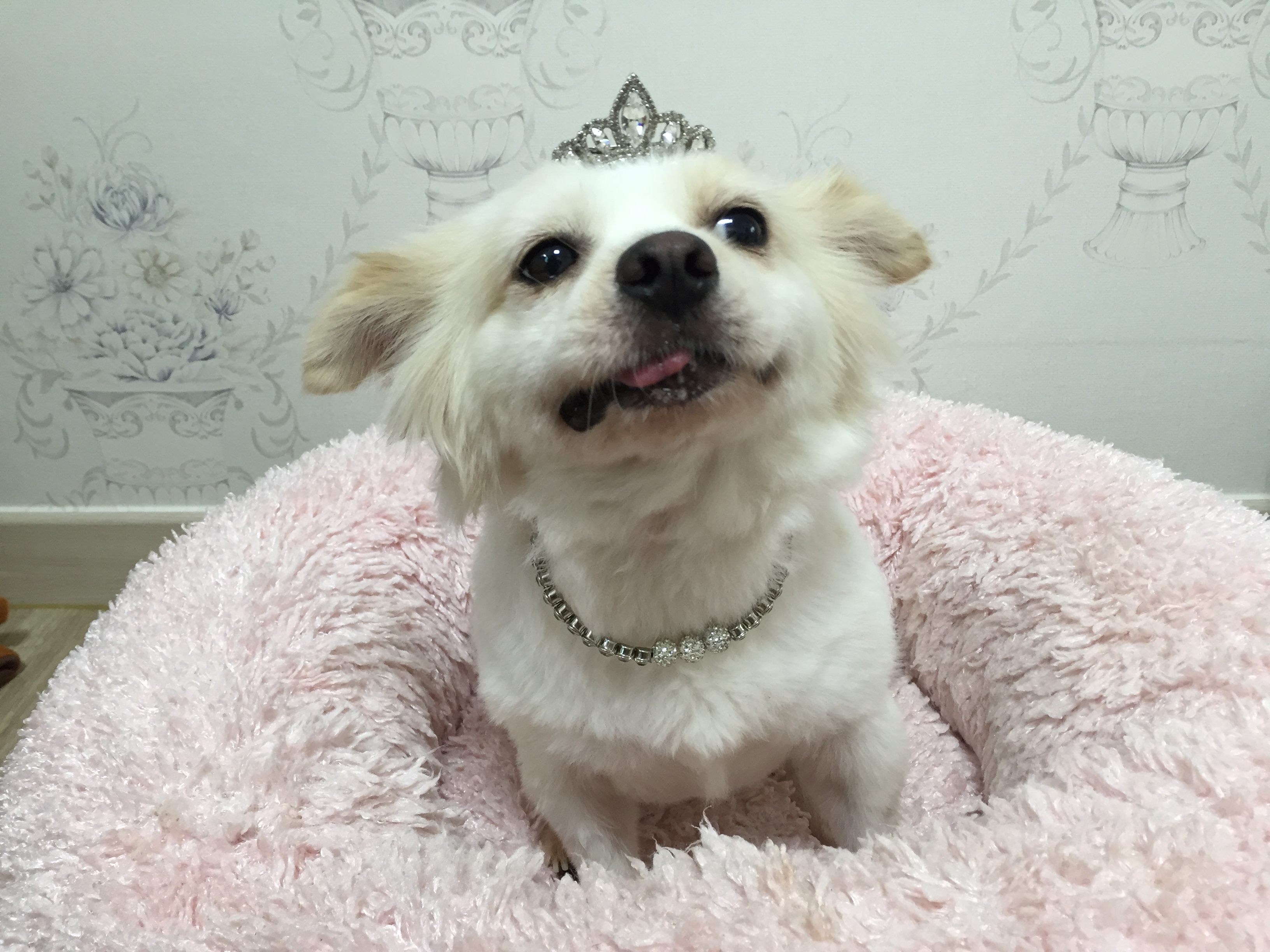 오랫만에 셔리 인사드려요^^