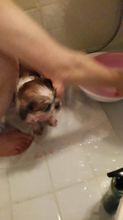 사진으로 보는 하니(민들레)의 일상