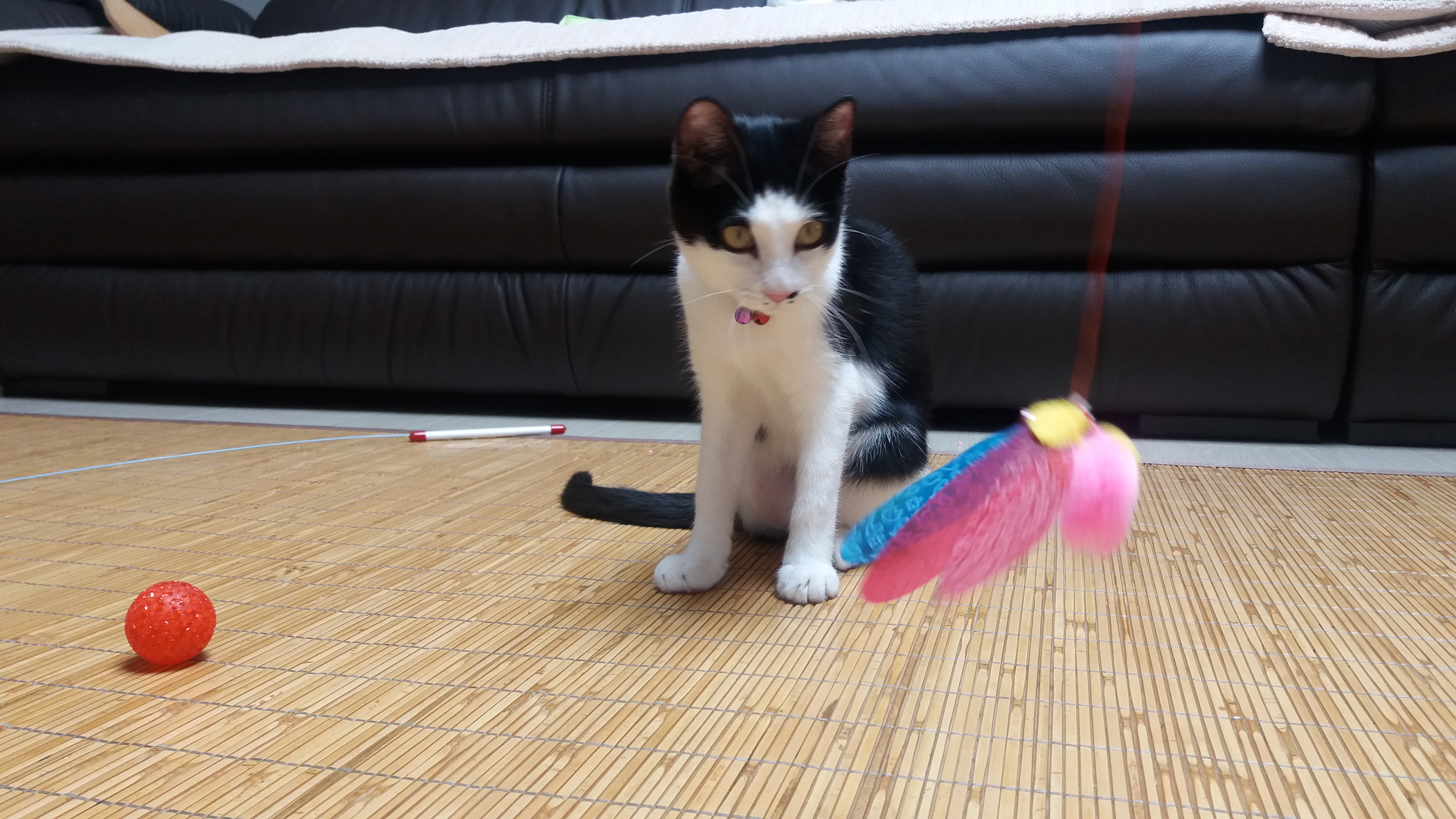 "오레오" 첫번째 입양후기 입니다.^^