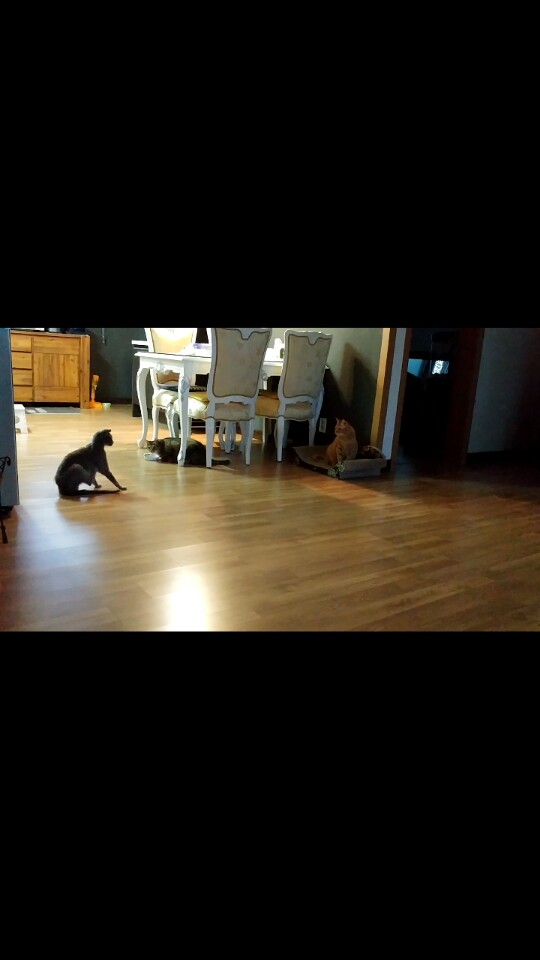 가을이근황^^