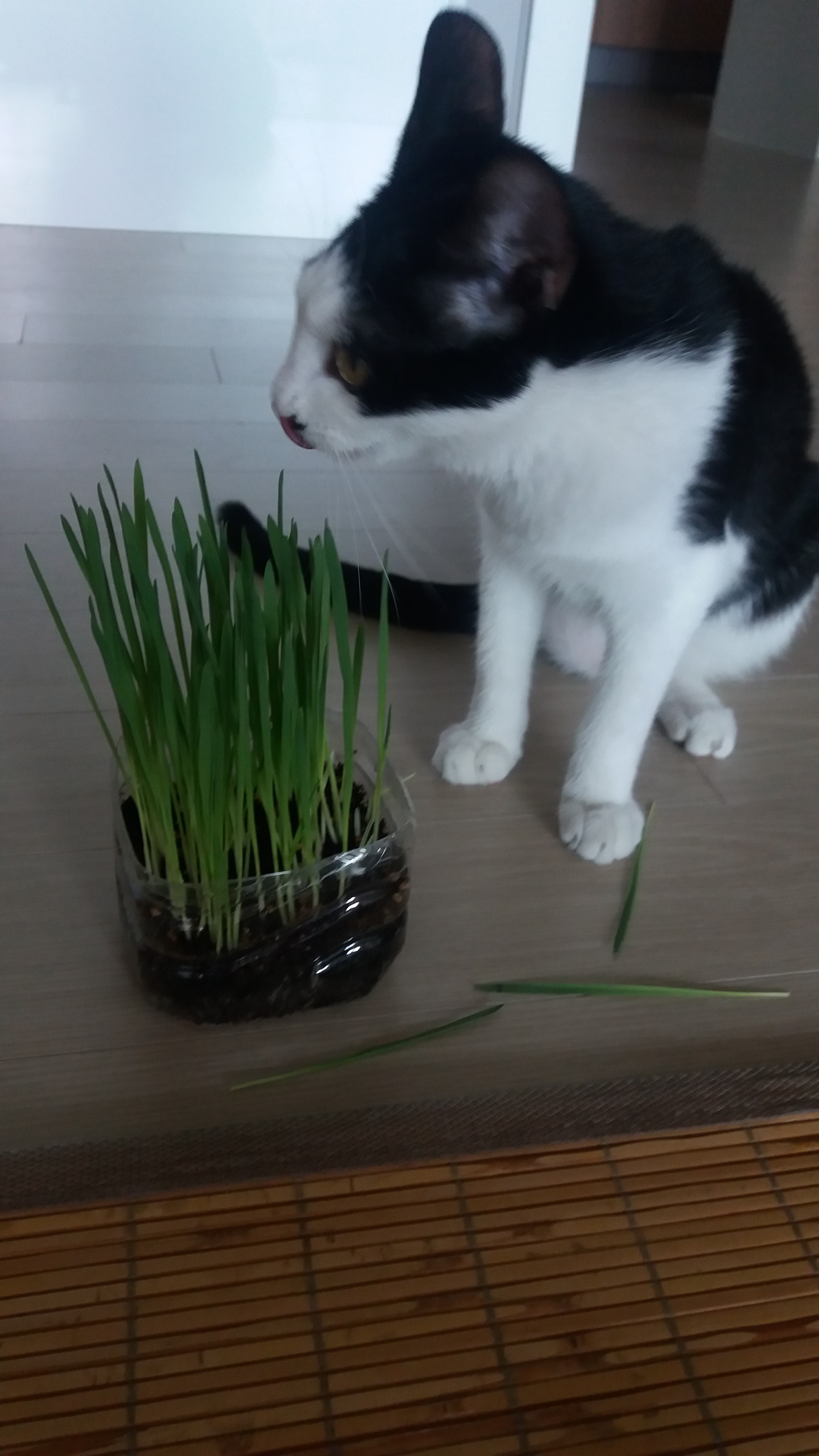 *오레오* 두번째 입양후기입니다.~^^