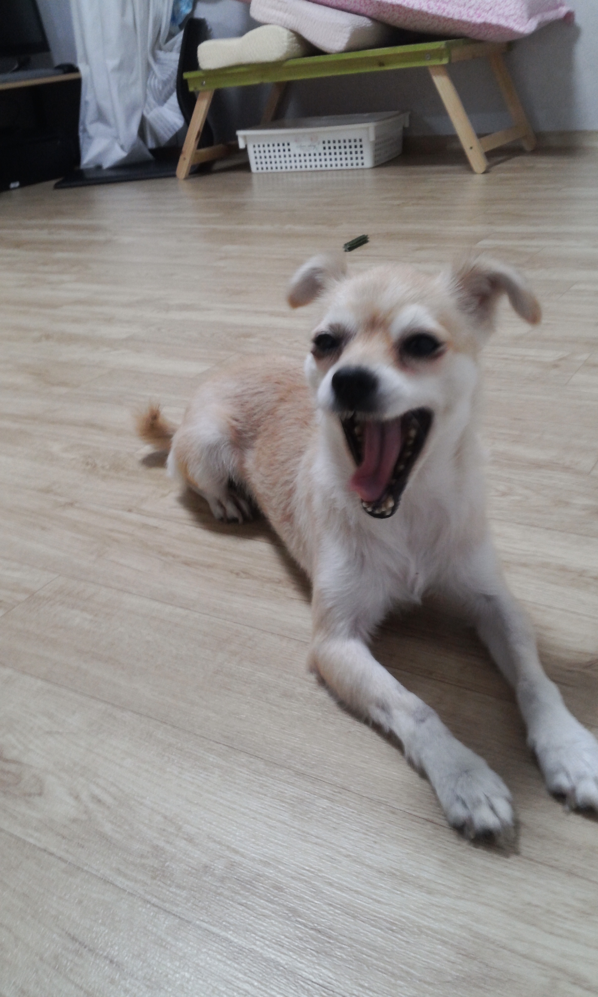 우리 레몬이 두번째 이야기~