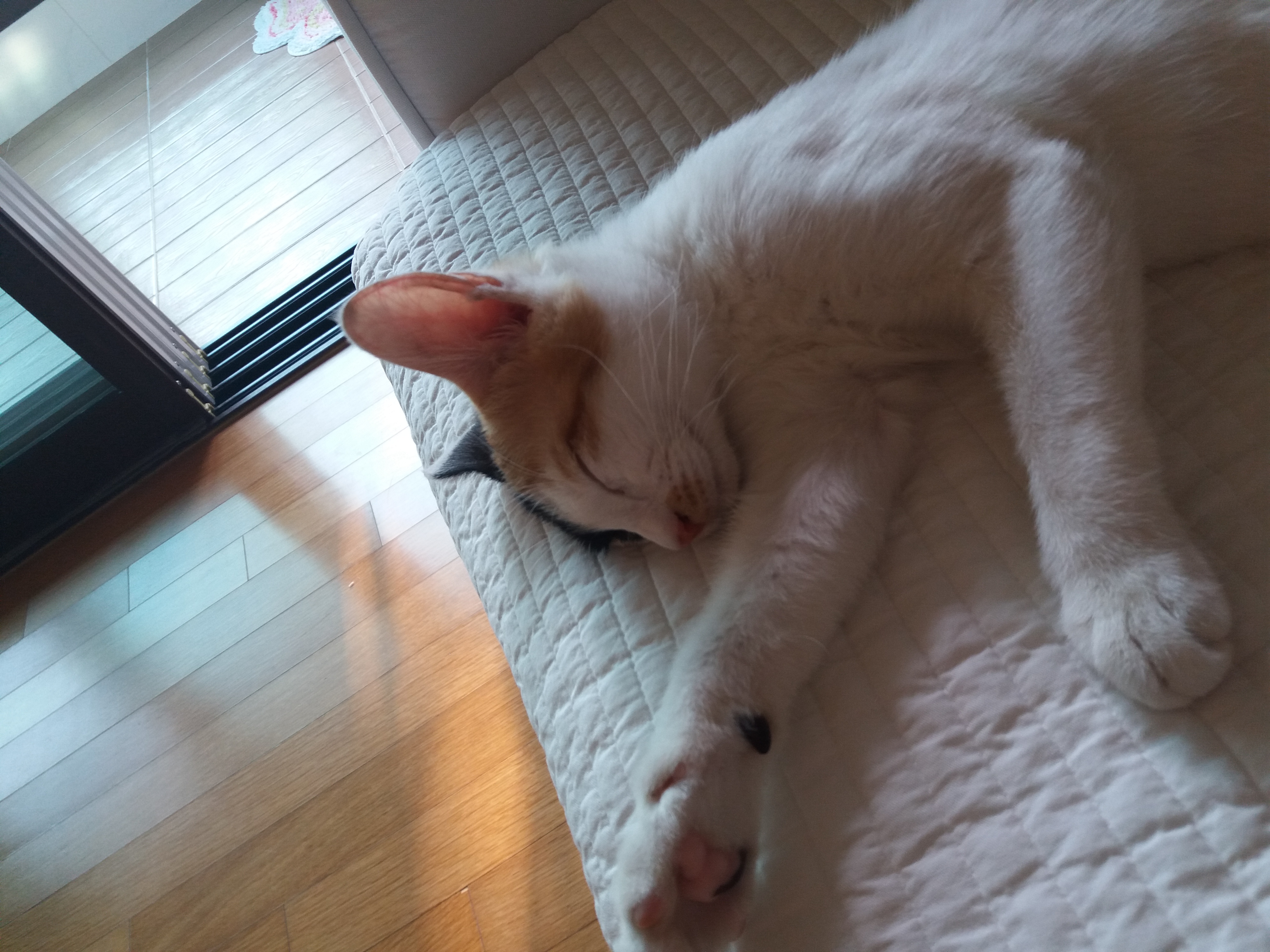코코이야기