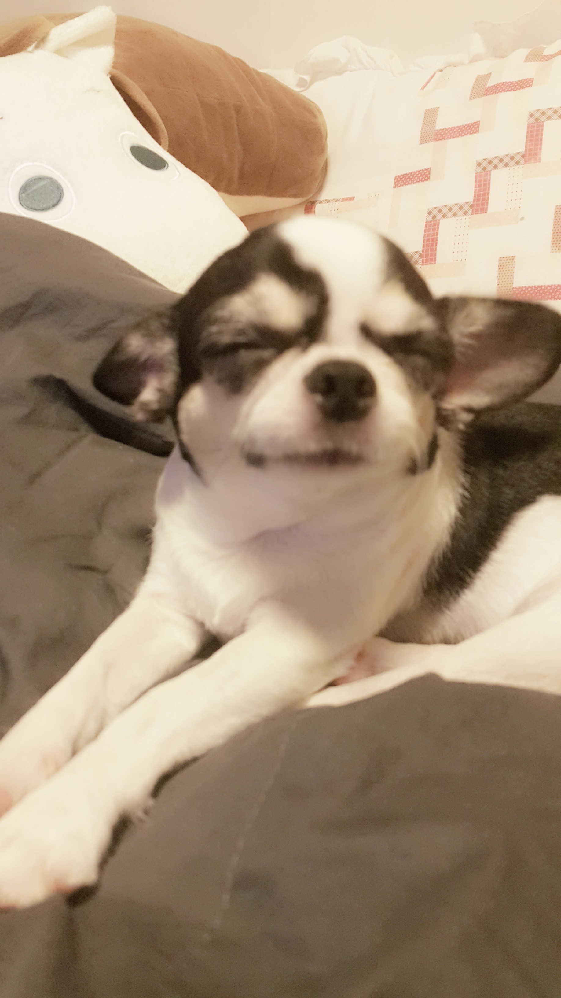 와와입니다