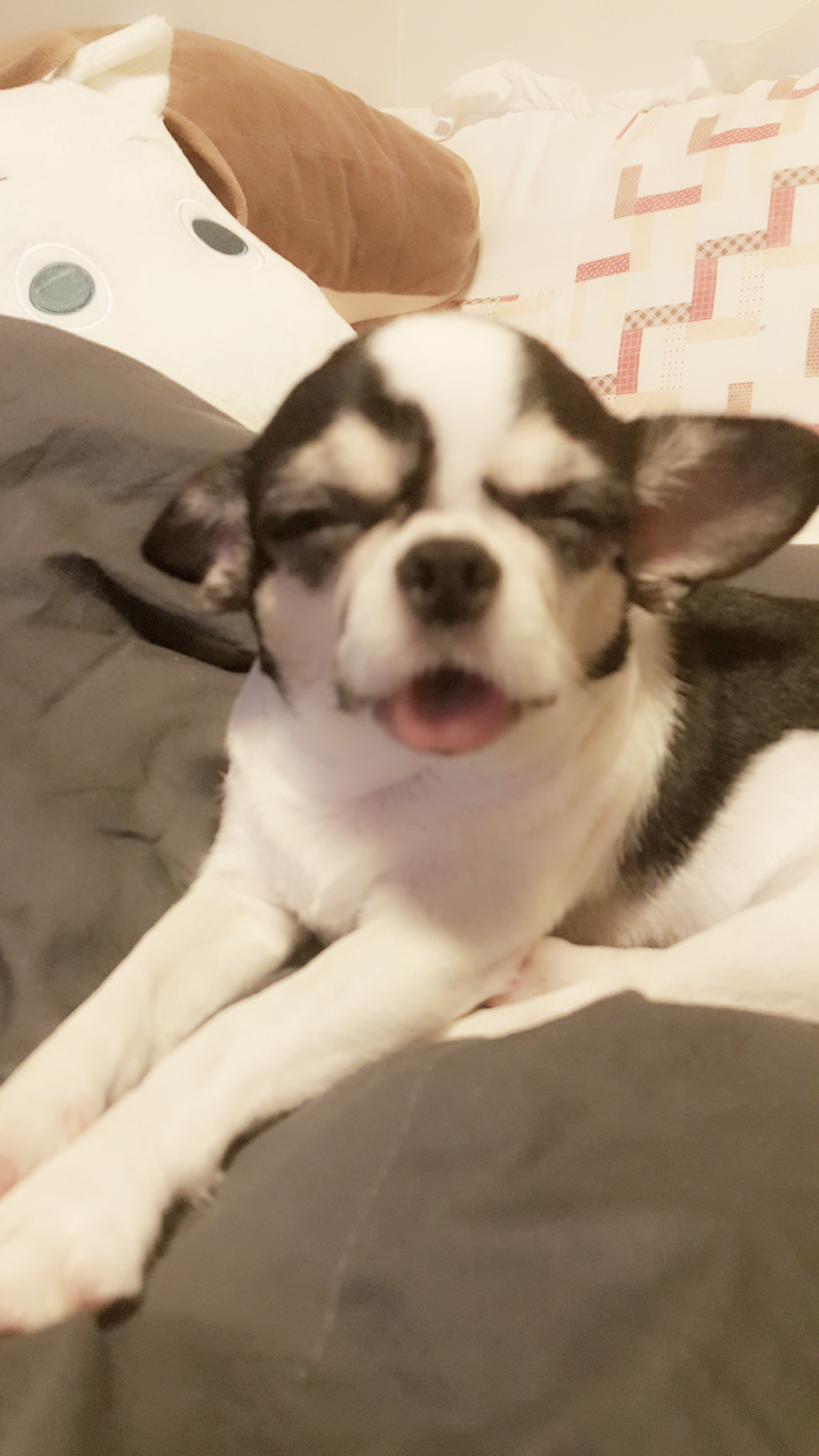 와와입니다