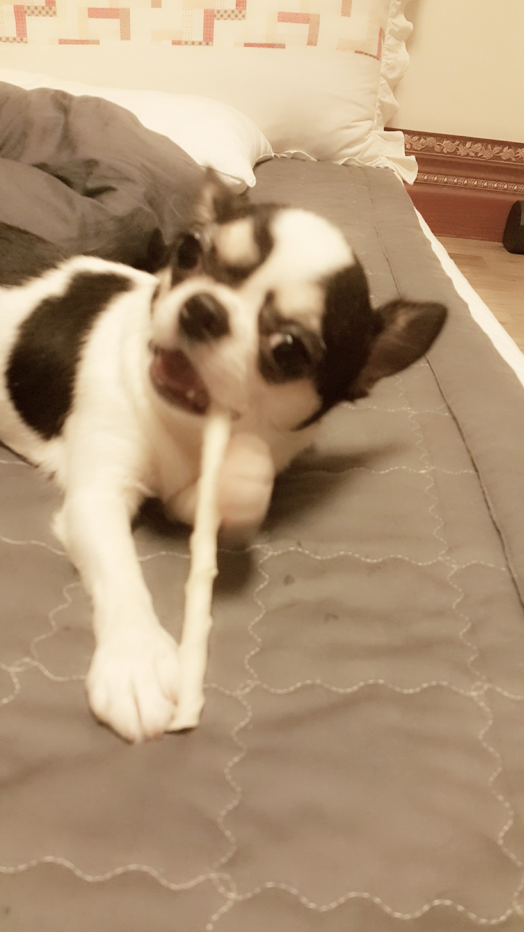 와와입니다