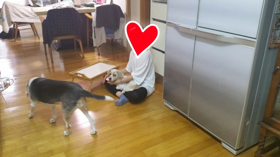 삼봉이(사피) 입양 1주일 되었어요