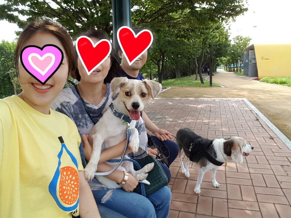 삼봉이(사피) 입양 1주일 되었어요