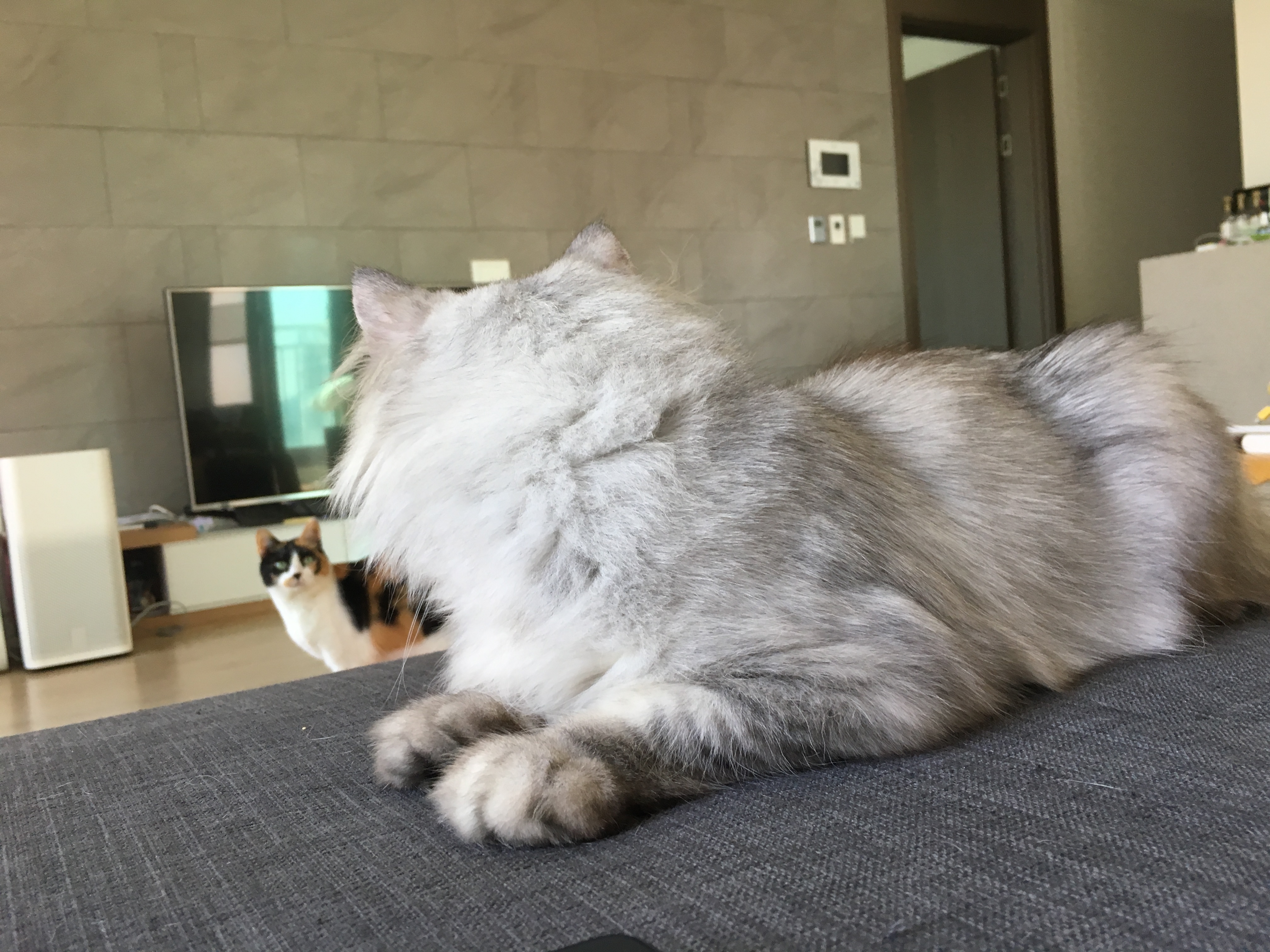 고양이농장에서 구조해온 리니, 입양후기입니다.